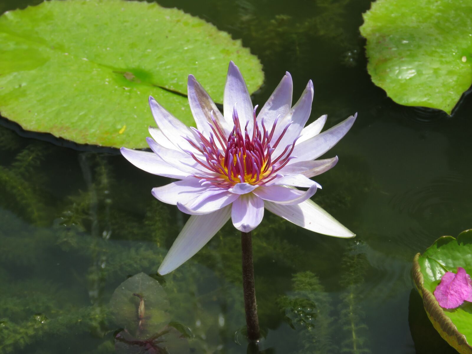 Canon PowerShot SX60 HS sample photo. Pool, lotus, flower photography