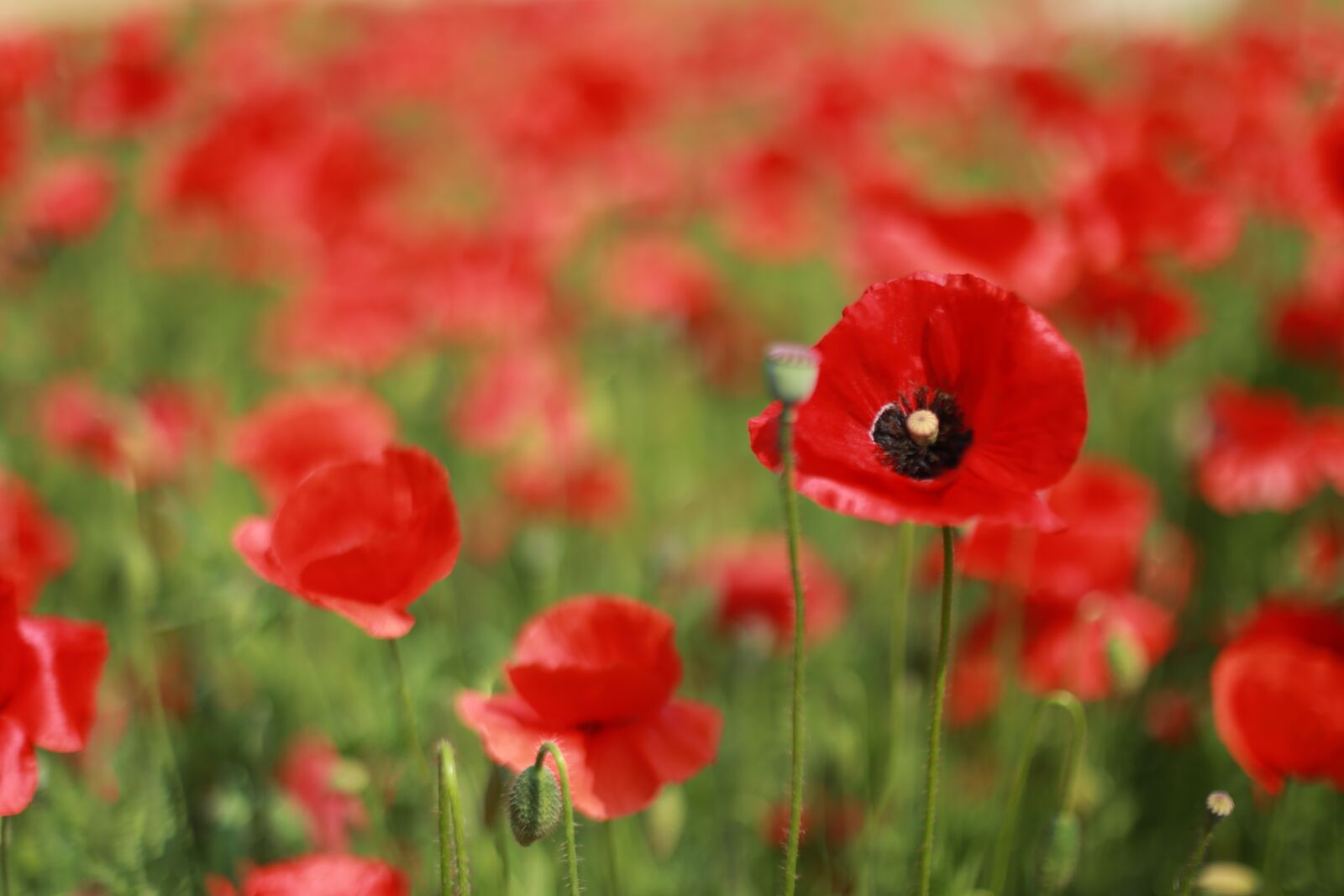 Canon EOS 6D + Canon EF 50mm F1.4 USM sample photo. Poppy, flowers, wildflower photography