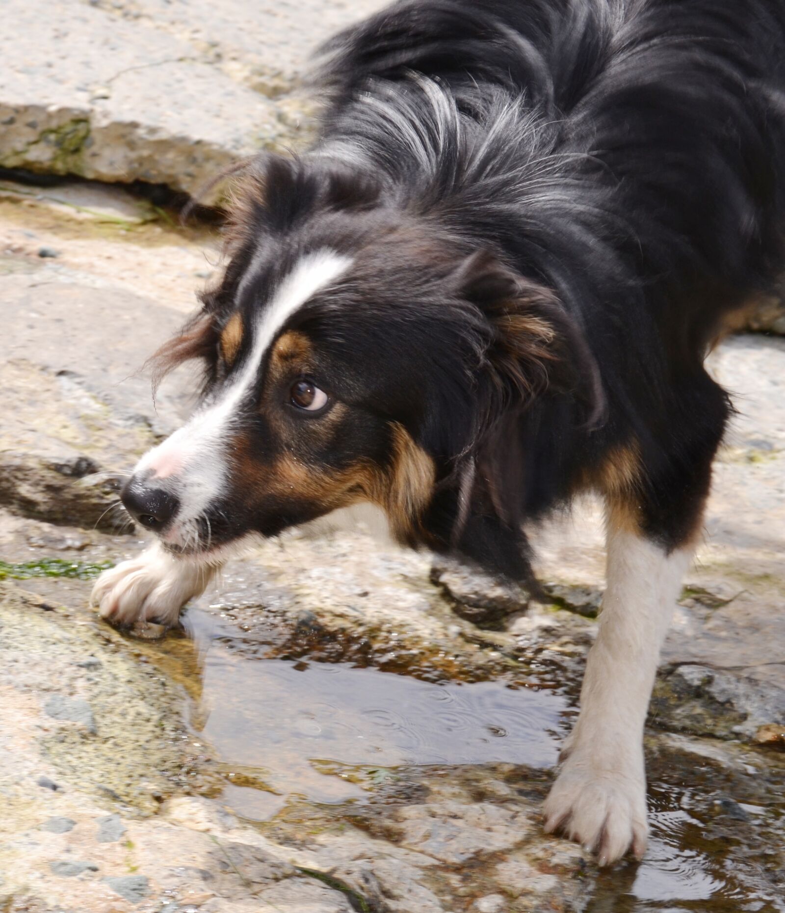 Nikon D3100 sample photo. Border collie, dog, sheepdog photography