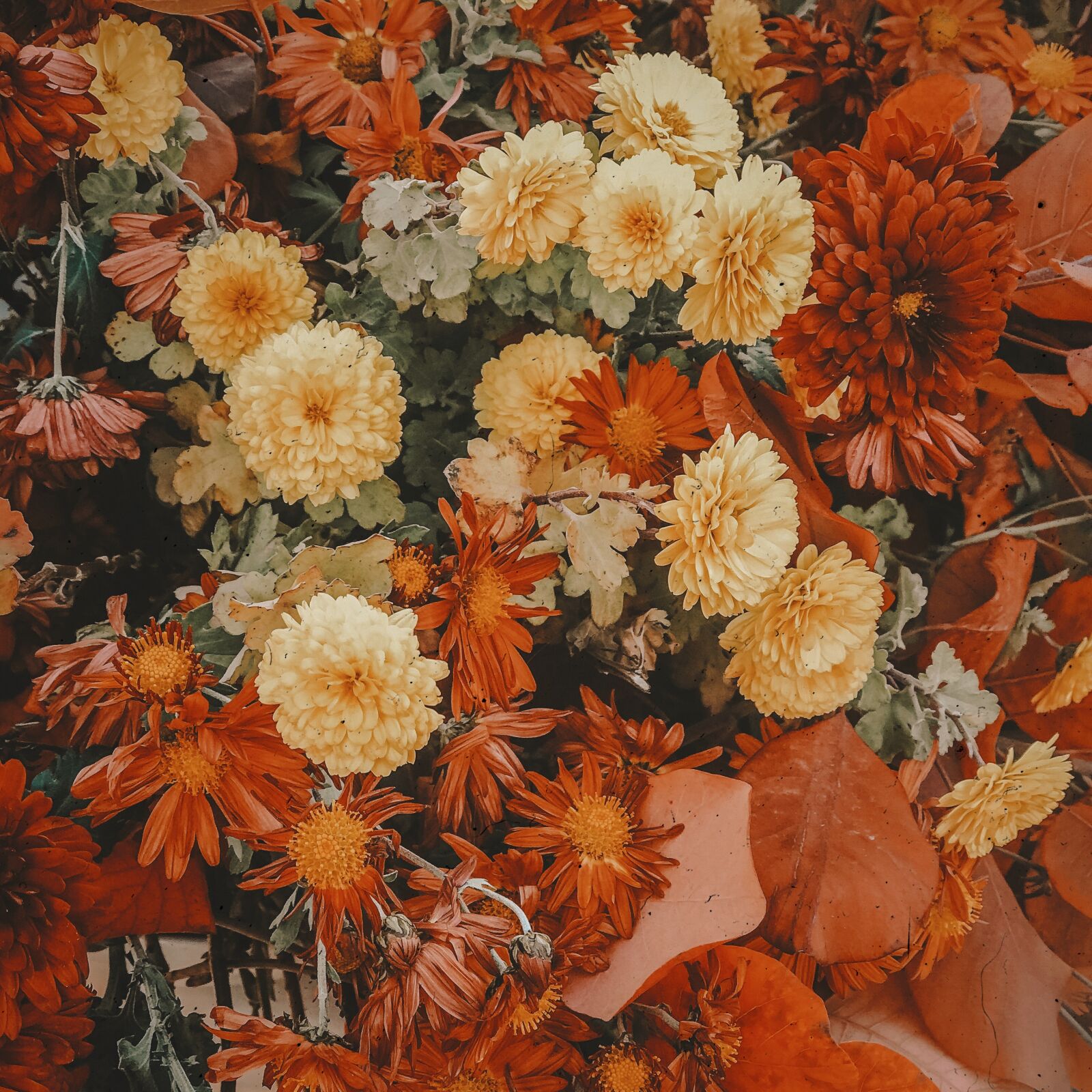 Apple iPhone 7 Plus sample photo. Flowers, autumn, garden photography