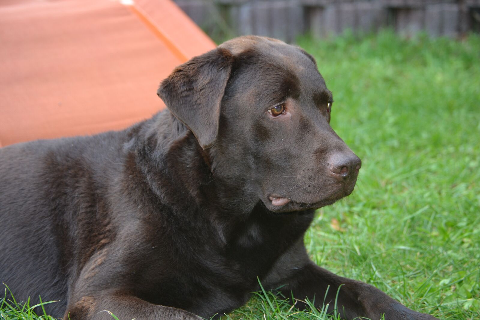 Nikon D3100 sample photo. Labrador, brown, dog photography