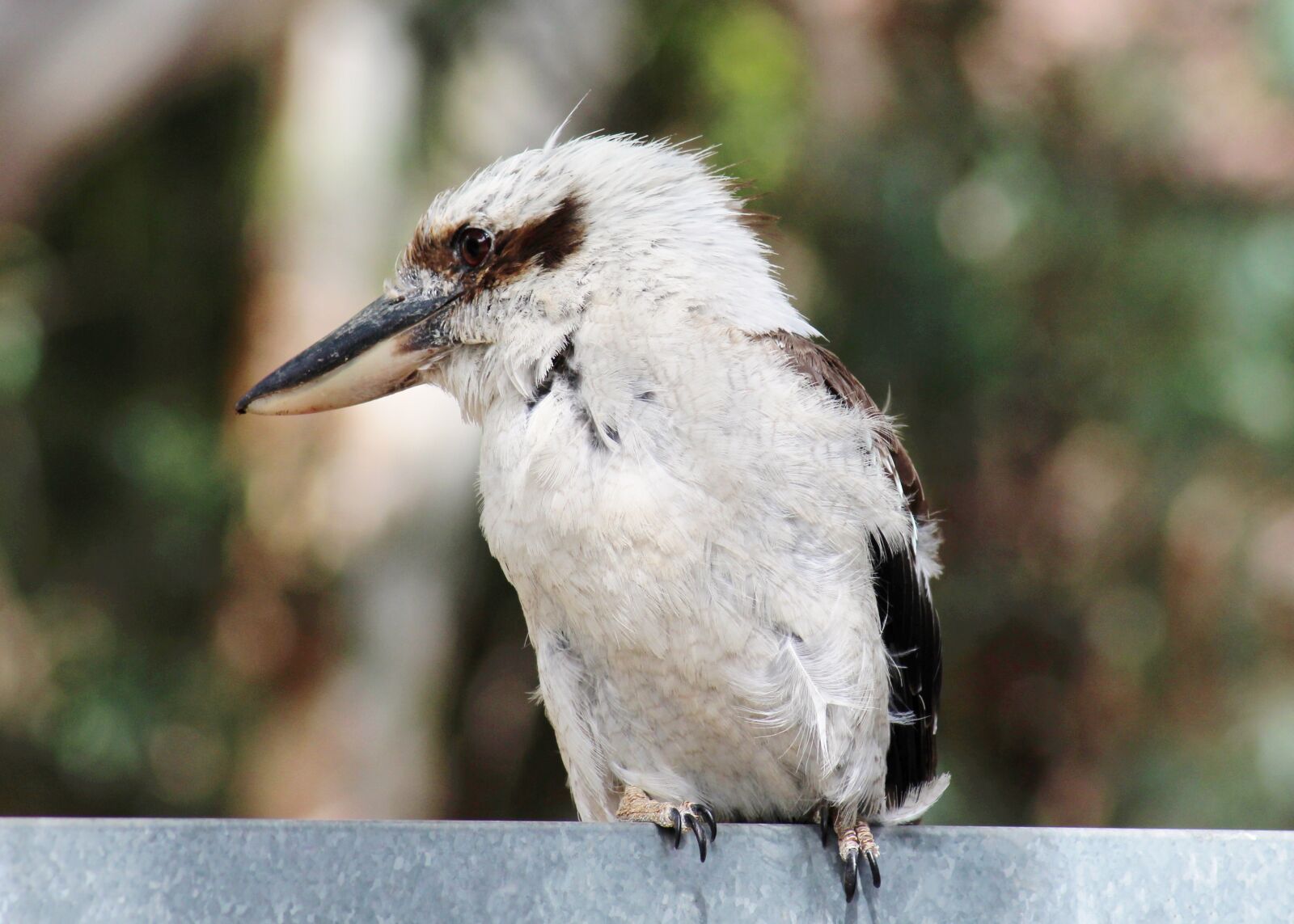 Canon EOS 700D (EOS Rebel T5i / EOS Kiss X7i) sample photo. Laughing kookaburra, young, fledgling photography