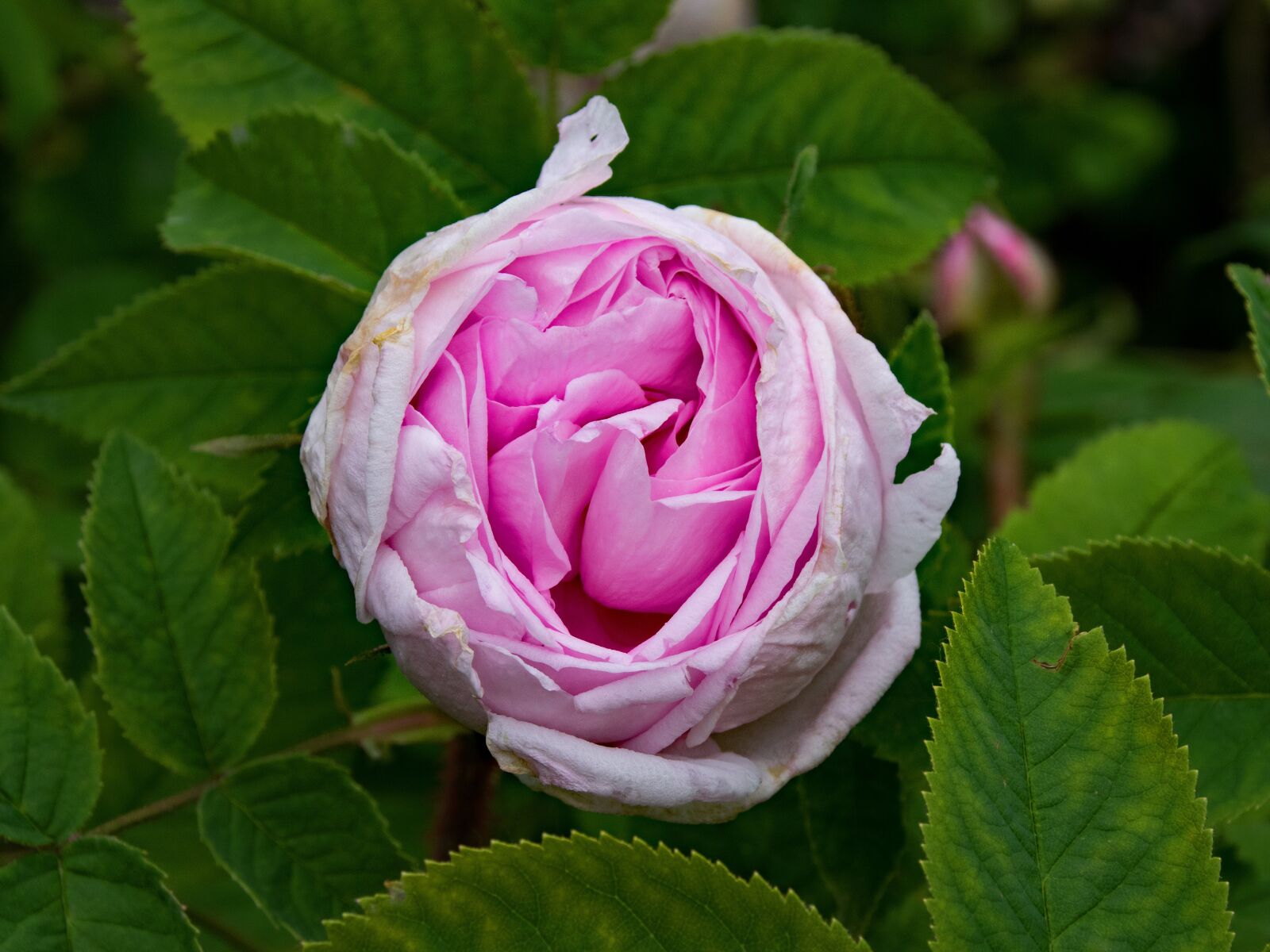 Nikon D5300 sample photo. Historical, rose, mme photography