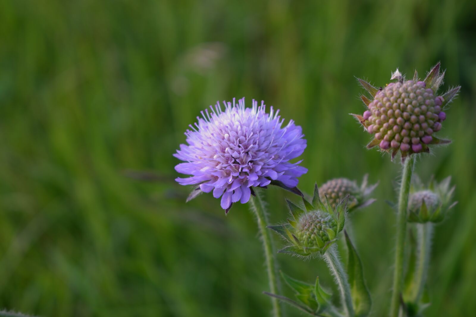 Nikon D3300 sample photo. Nature, flower, plant photography