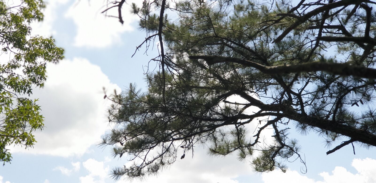 Samsung Galaxy Note9 sample photo. Sky, pine, nature photography