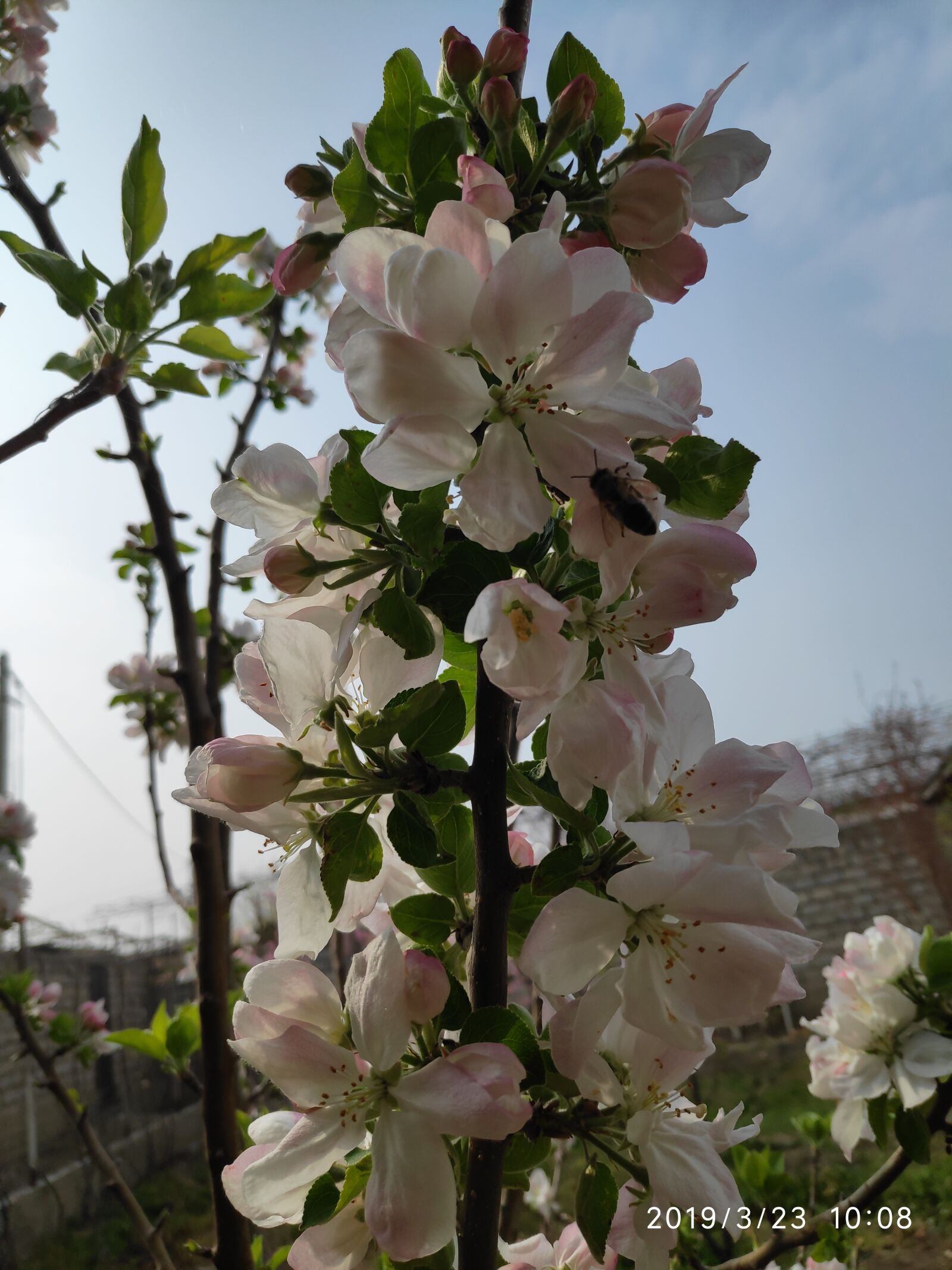 Xiaomi POCO F1 sample photo. Flowers, apple tree, spring photography