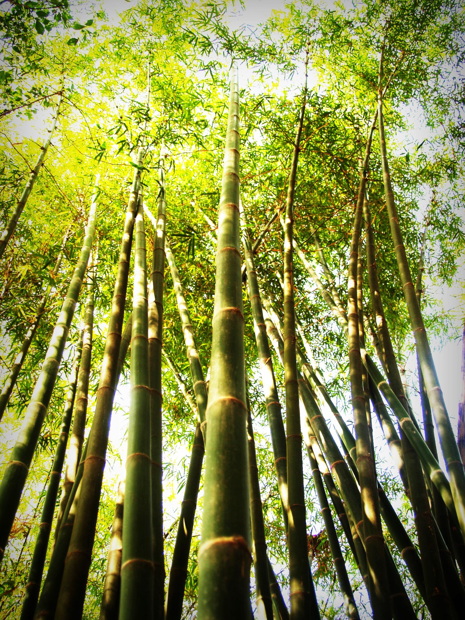 Olympus E-300 (EVOLT E-300) sample photo. Bamboo, bright, colors, daylight photography