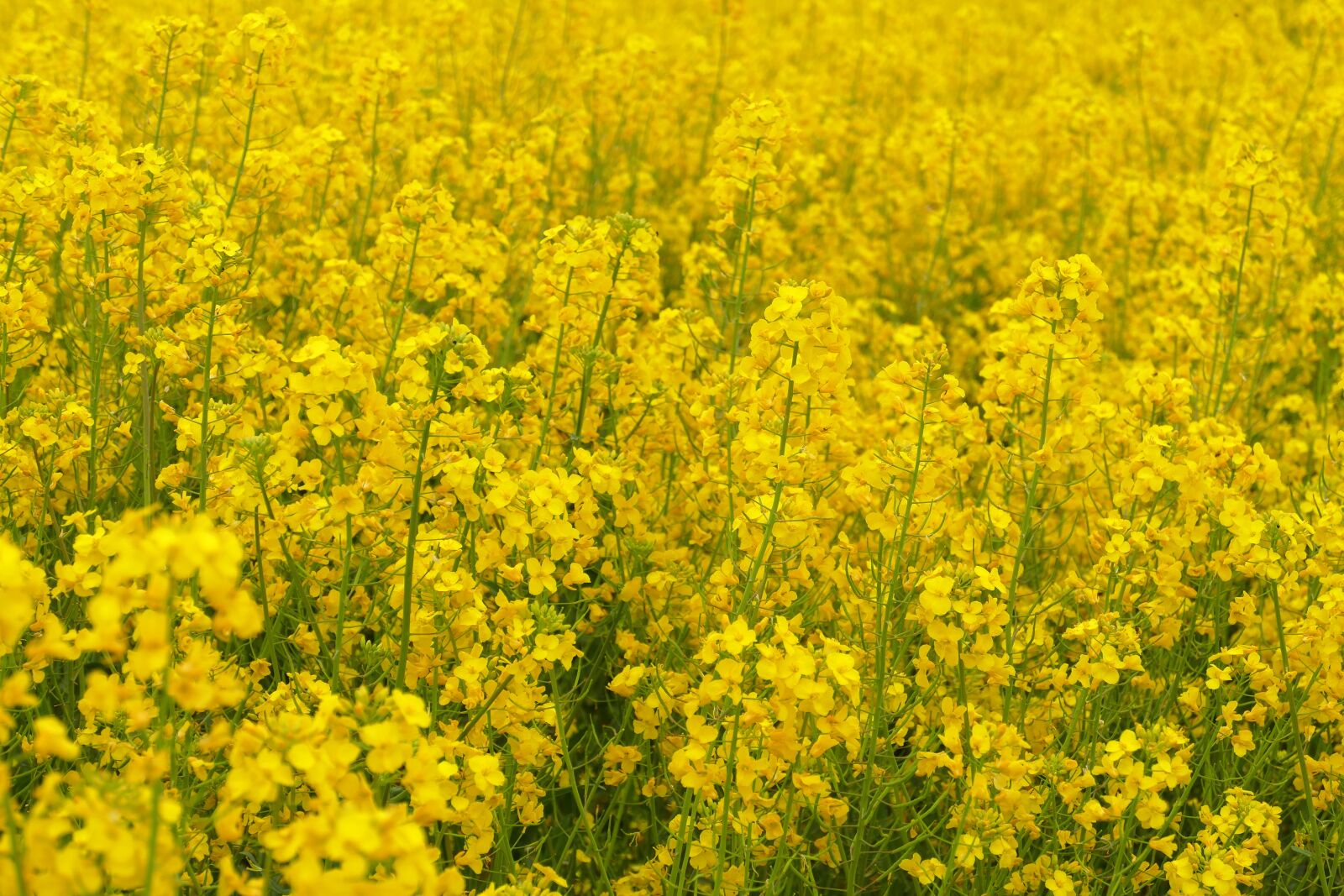 Panasonic Lumix DMC-FZ1000 sample photo. Rapeseed, crop, plant photography