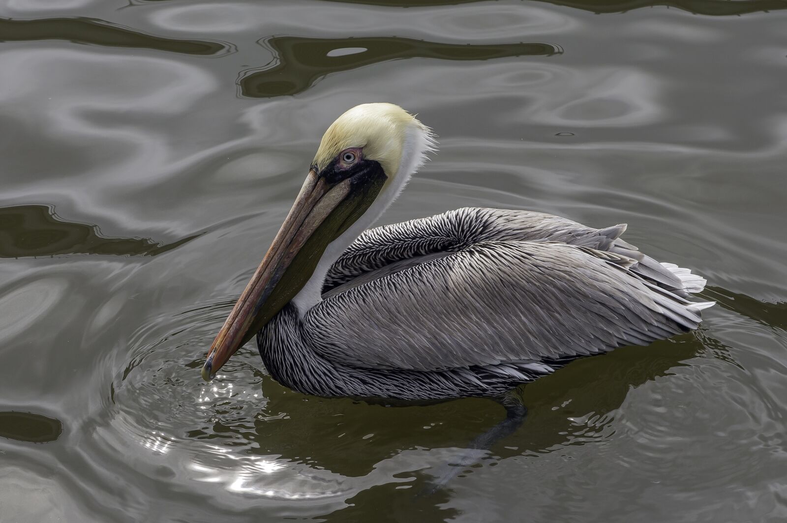 Nikon D610 sample photo. Pelican, bird, water photography