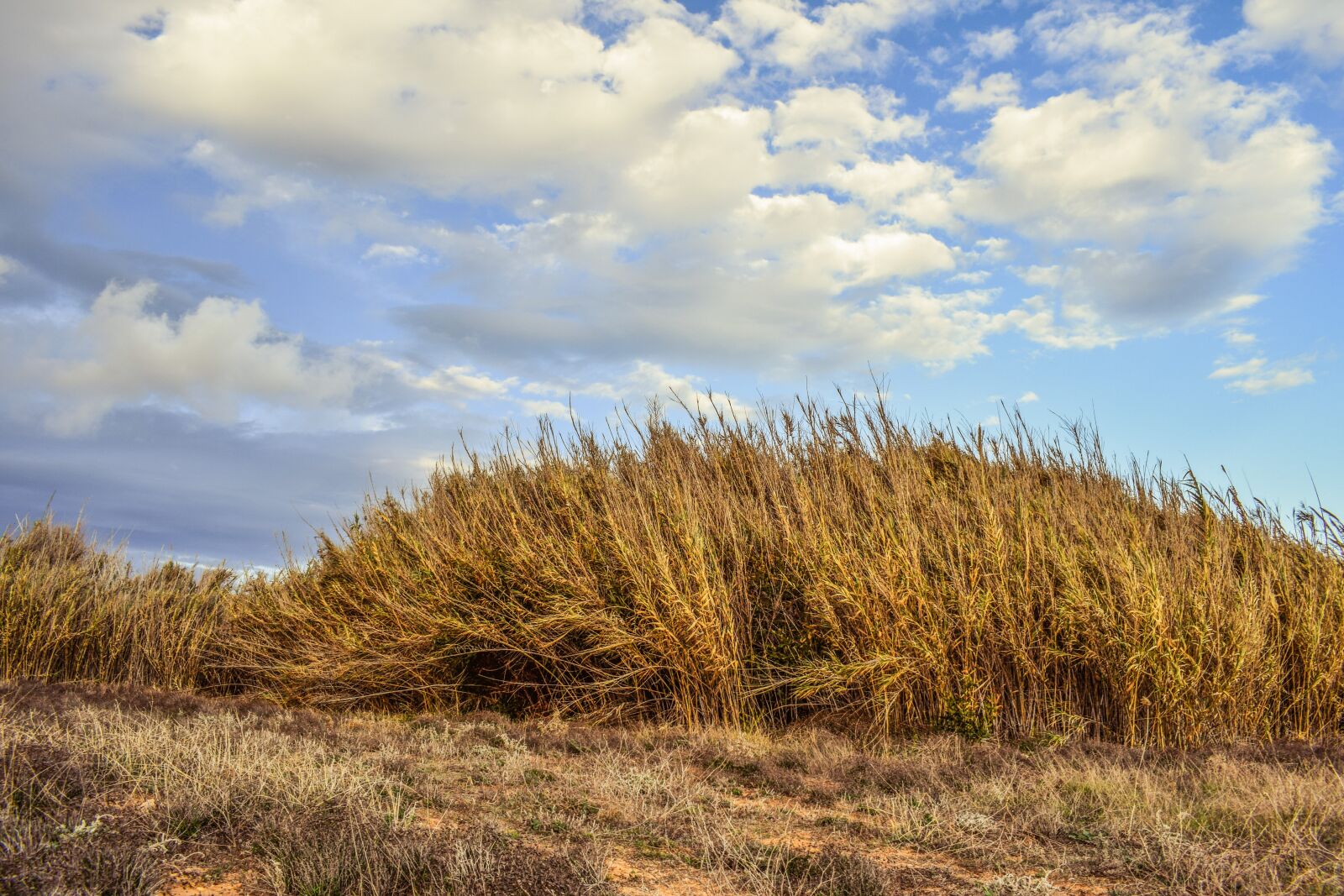 Nikon D3300 sample photo. Reeds, field, nature photography