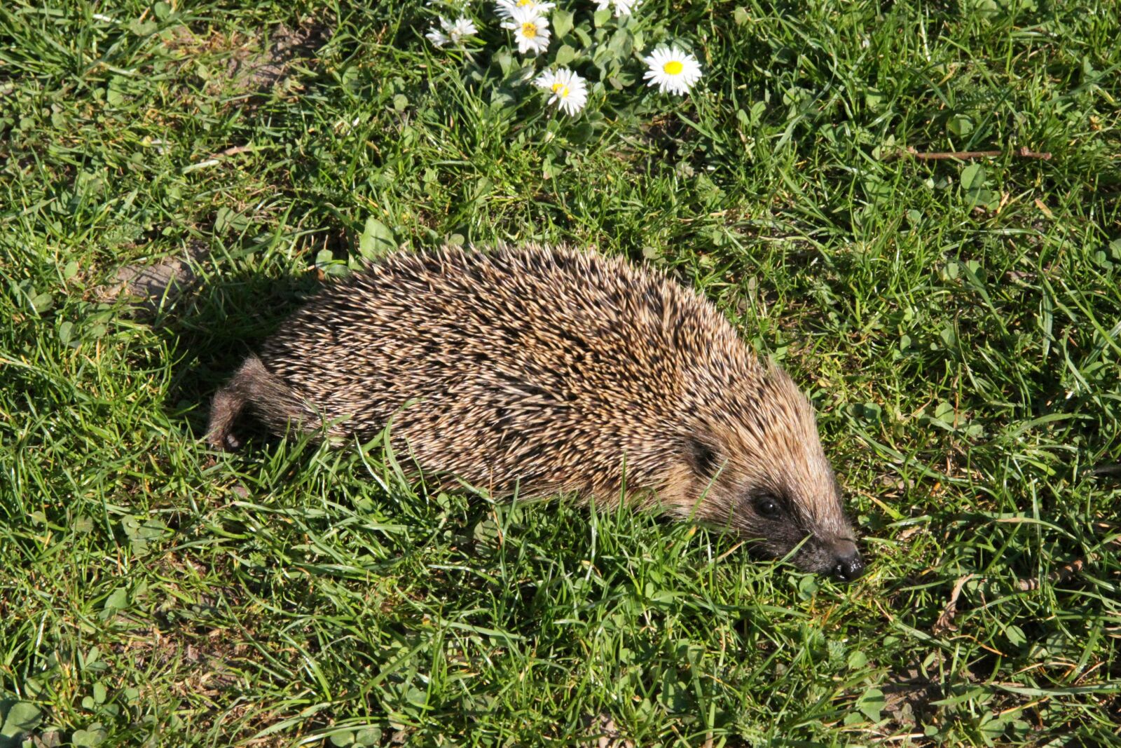 Canon EOS 50D sample photo. Hedgehog, nature, animal photography