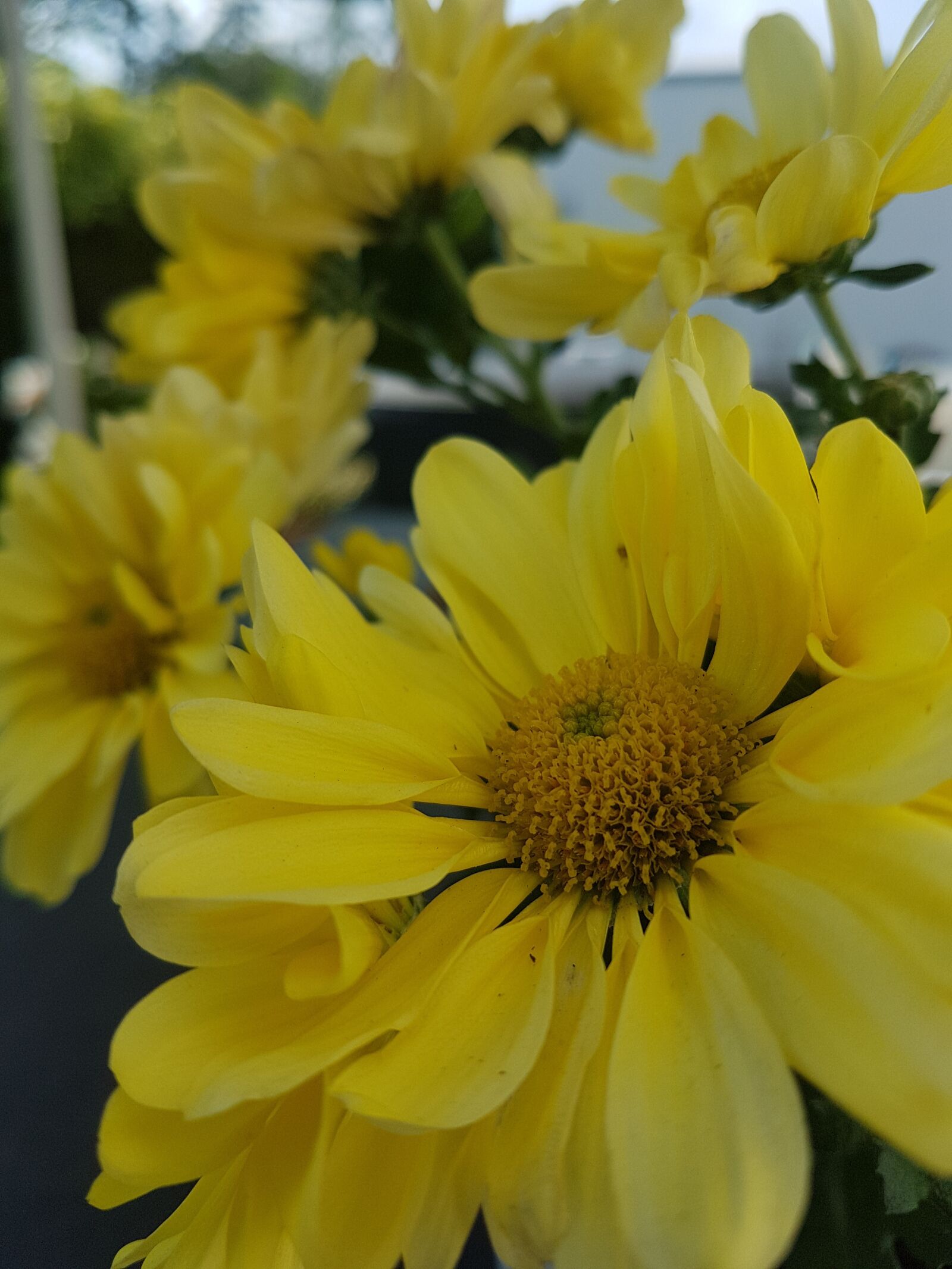 Samsung Galaxy S7 Edge sample photo. Nature, blossom, bloom photography