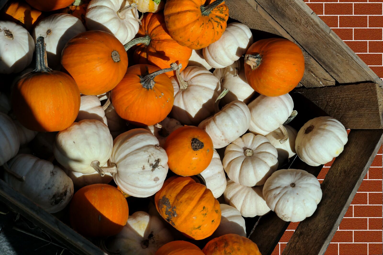 Panasonic Lumix DMC-LX10 (Lumix DMC-LX15) sample photo. Pumpkins, decorative squashes, autumn photography