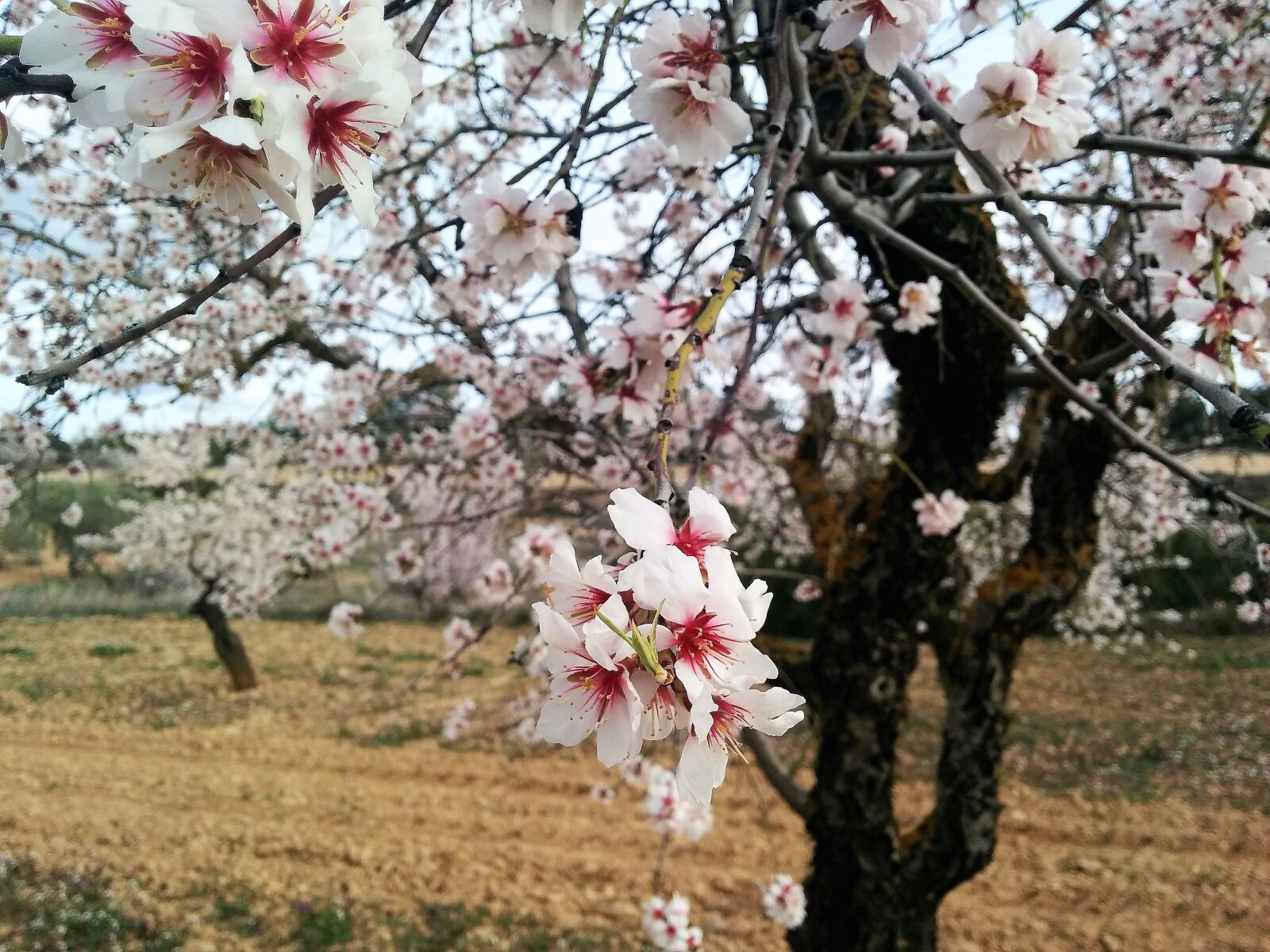 LG Nexus 5 sample photo. Flowers, flowery branch, nature photography