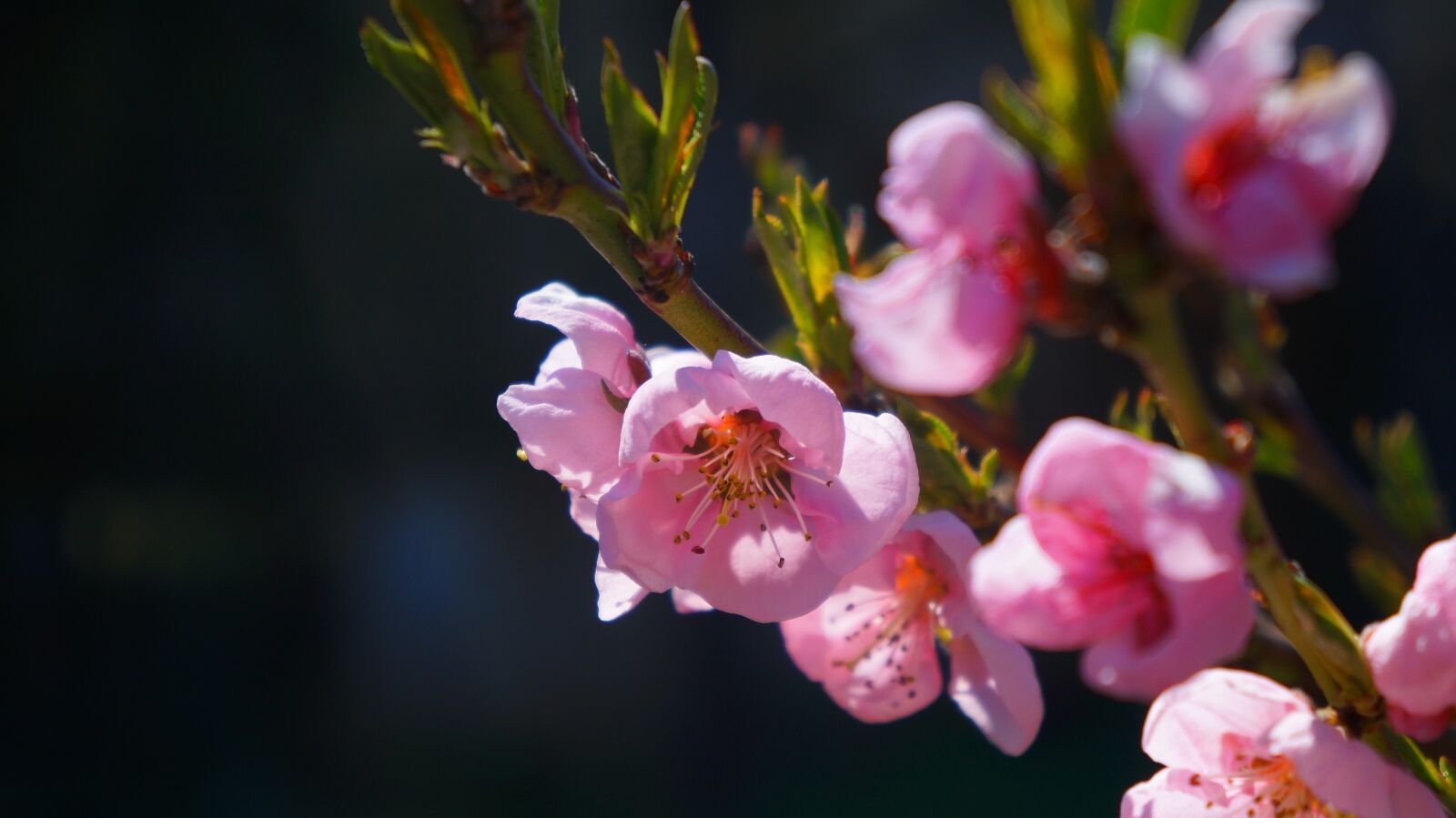 Sony Alpha a3000 sample photo. Nature, plants, flowers photography
