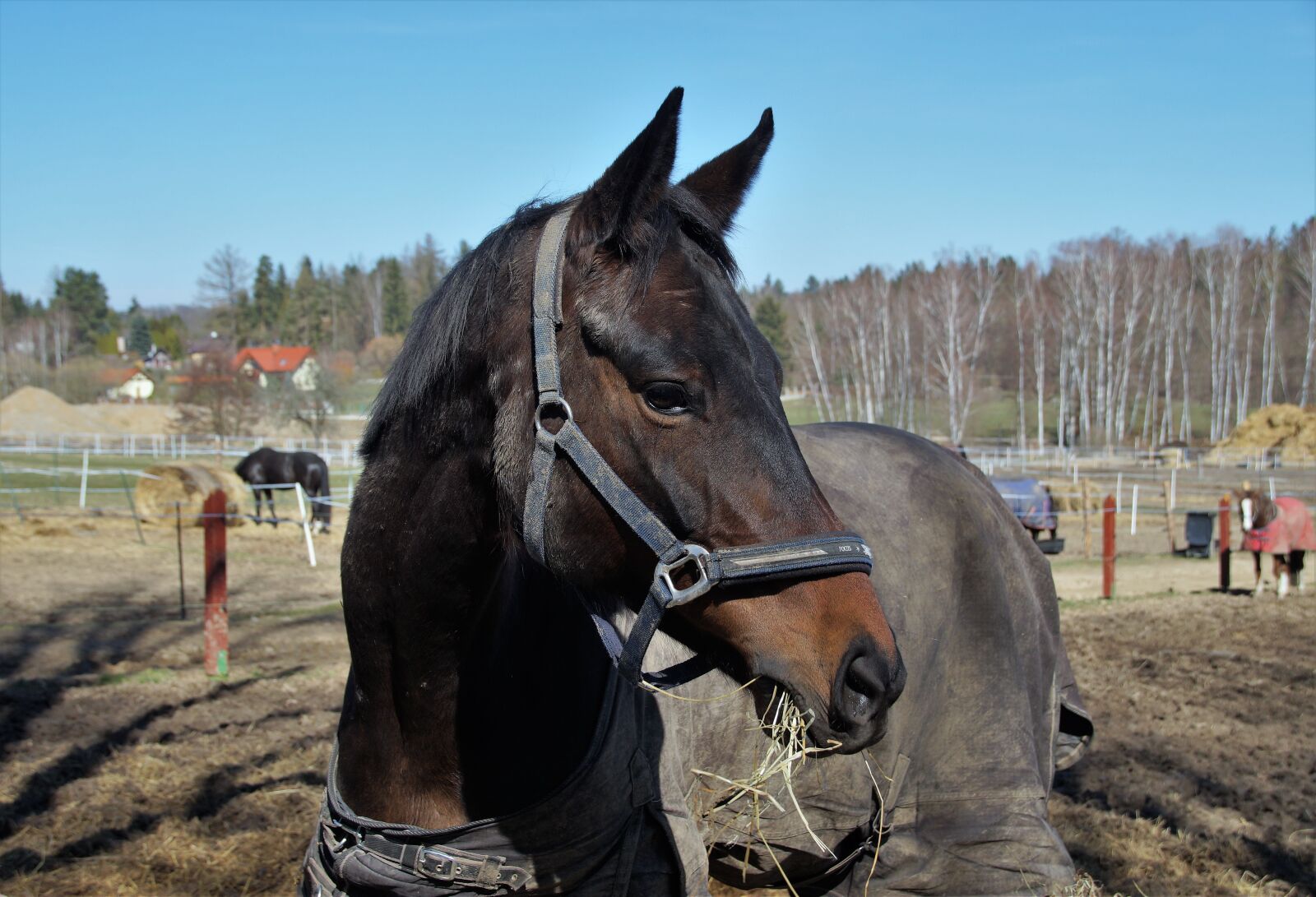 Sony SLT-A58 sample photo. Horse, horse shelter, range photography