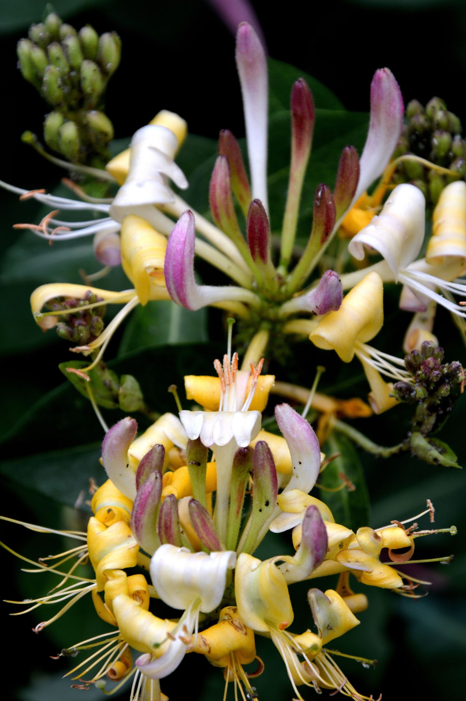 Nikon D3200 sample photo. Plant, flowers, honeysuckle photography