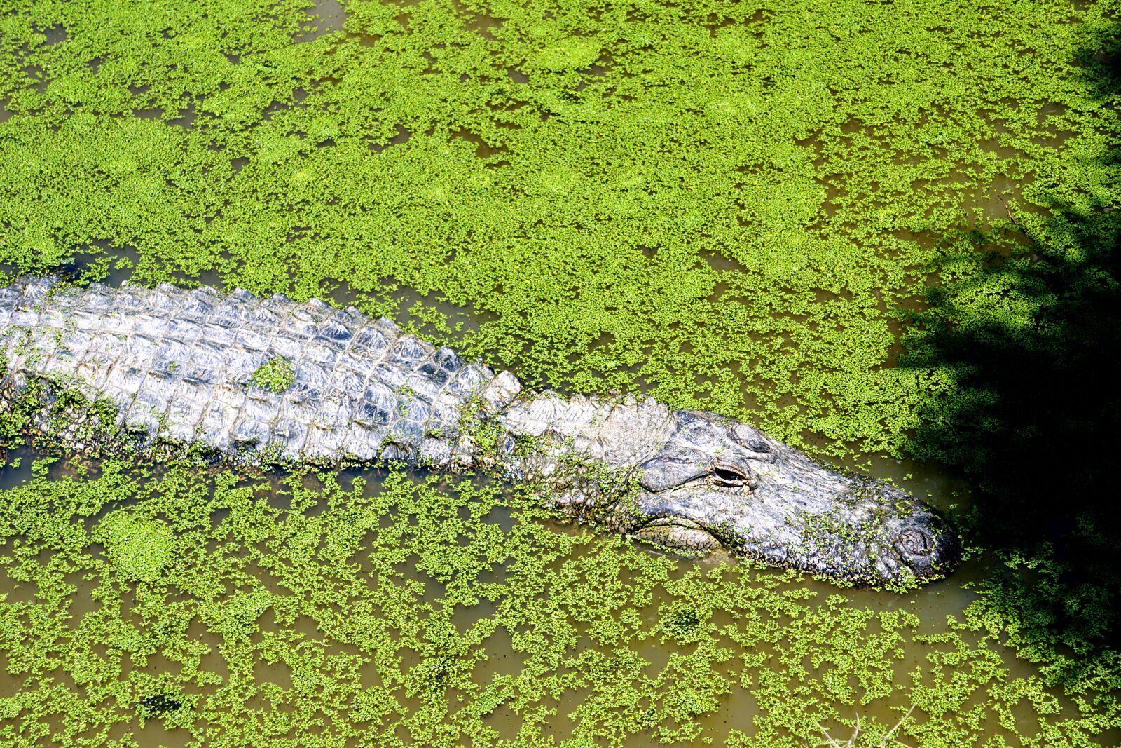 Sony E 55-210mm F4.5-6.3 OSS sample photo. Alligator, reptile, crocodile photography