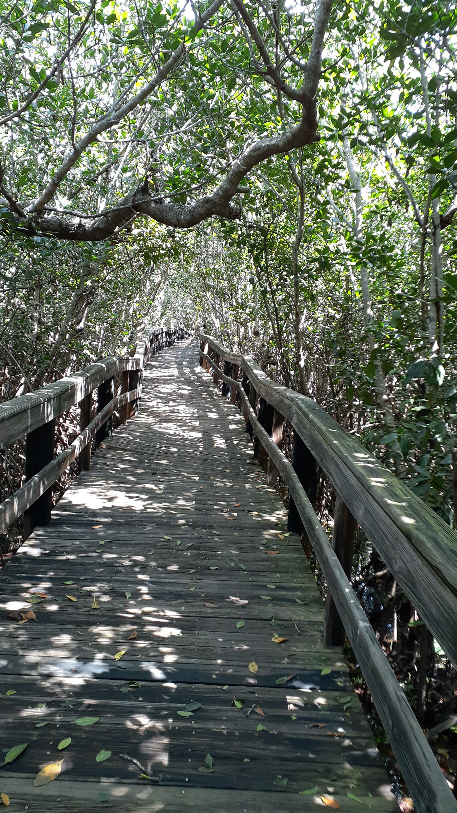 Samsung Galaxy A20 sample photo. Florida, day, out photography