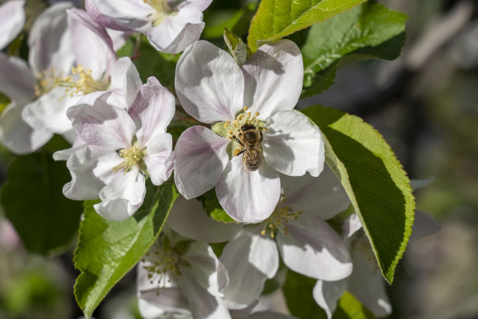 Sony FE 24-105mm F4 G OSS sample photo. Flowers, flower, nature photography
