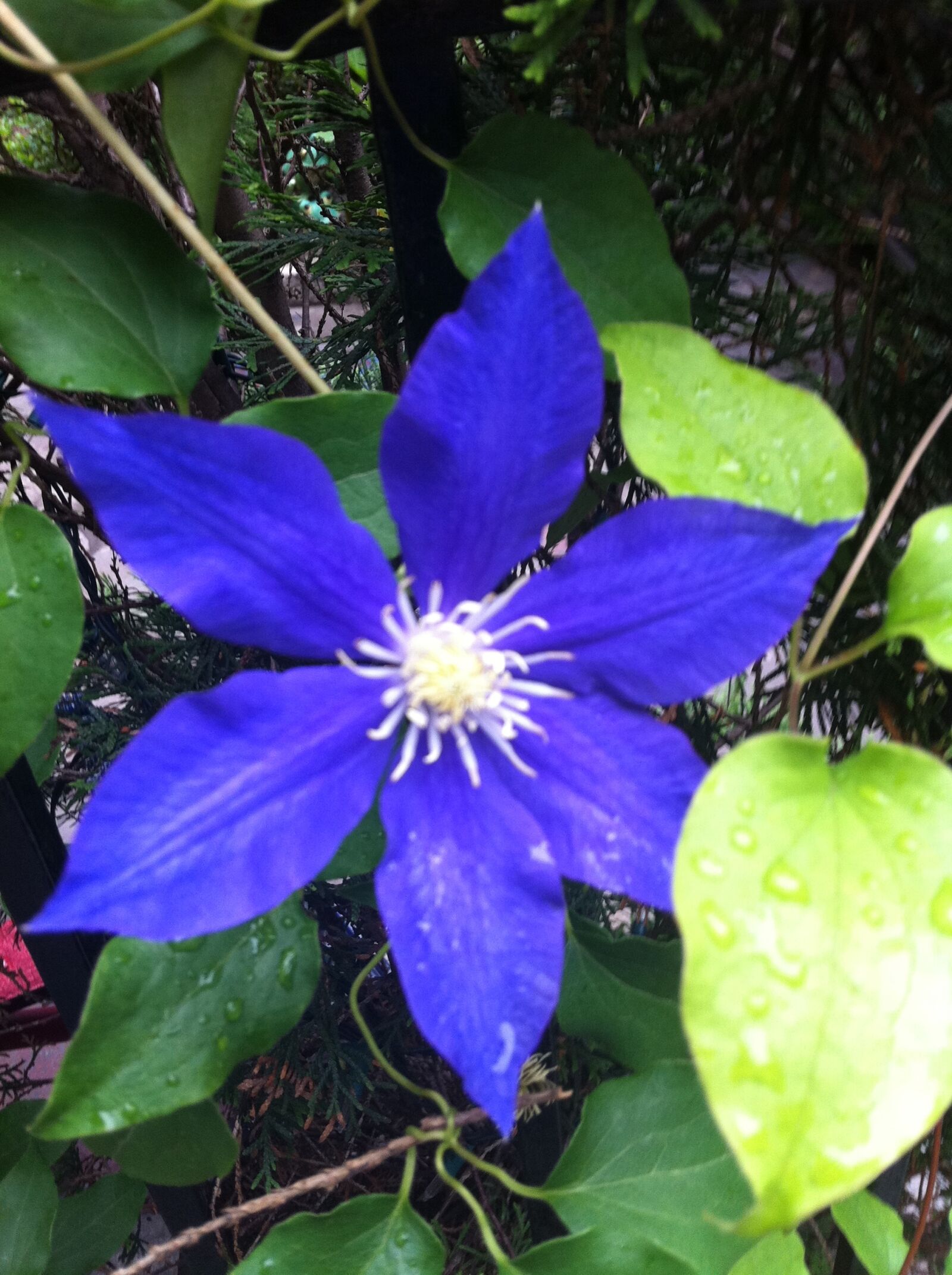 Apple iPhone 4 sample photo