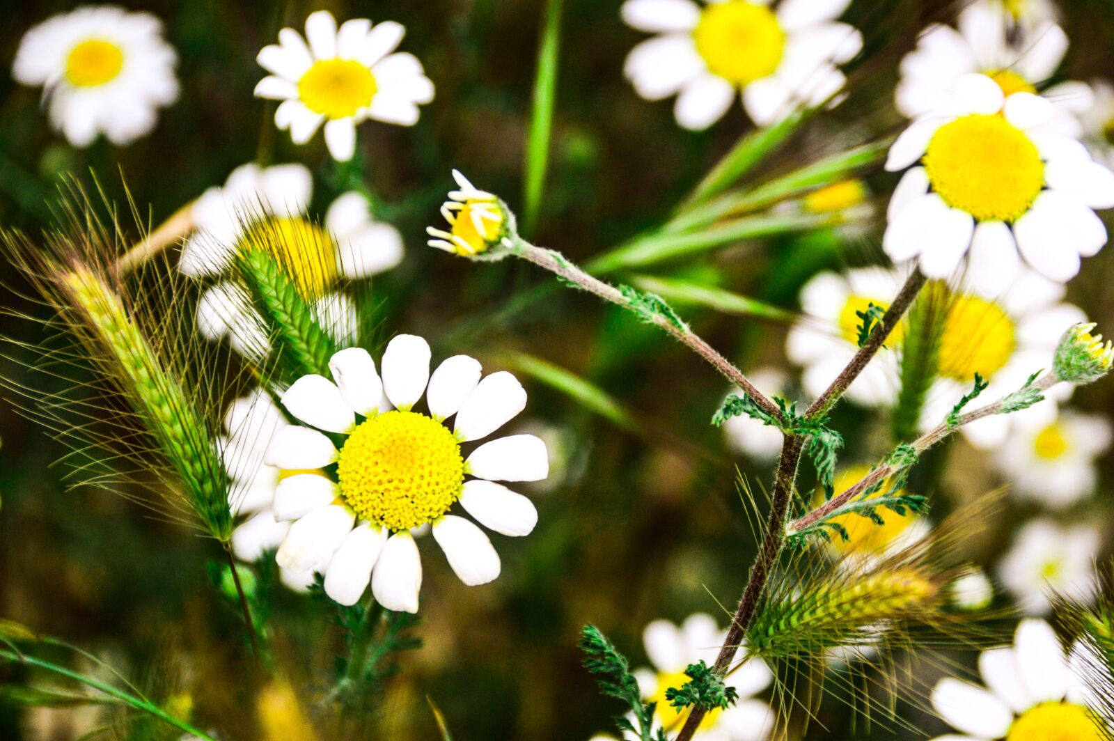 Nikon D3200 sample photo. White daisies, wild, field photography