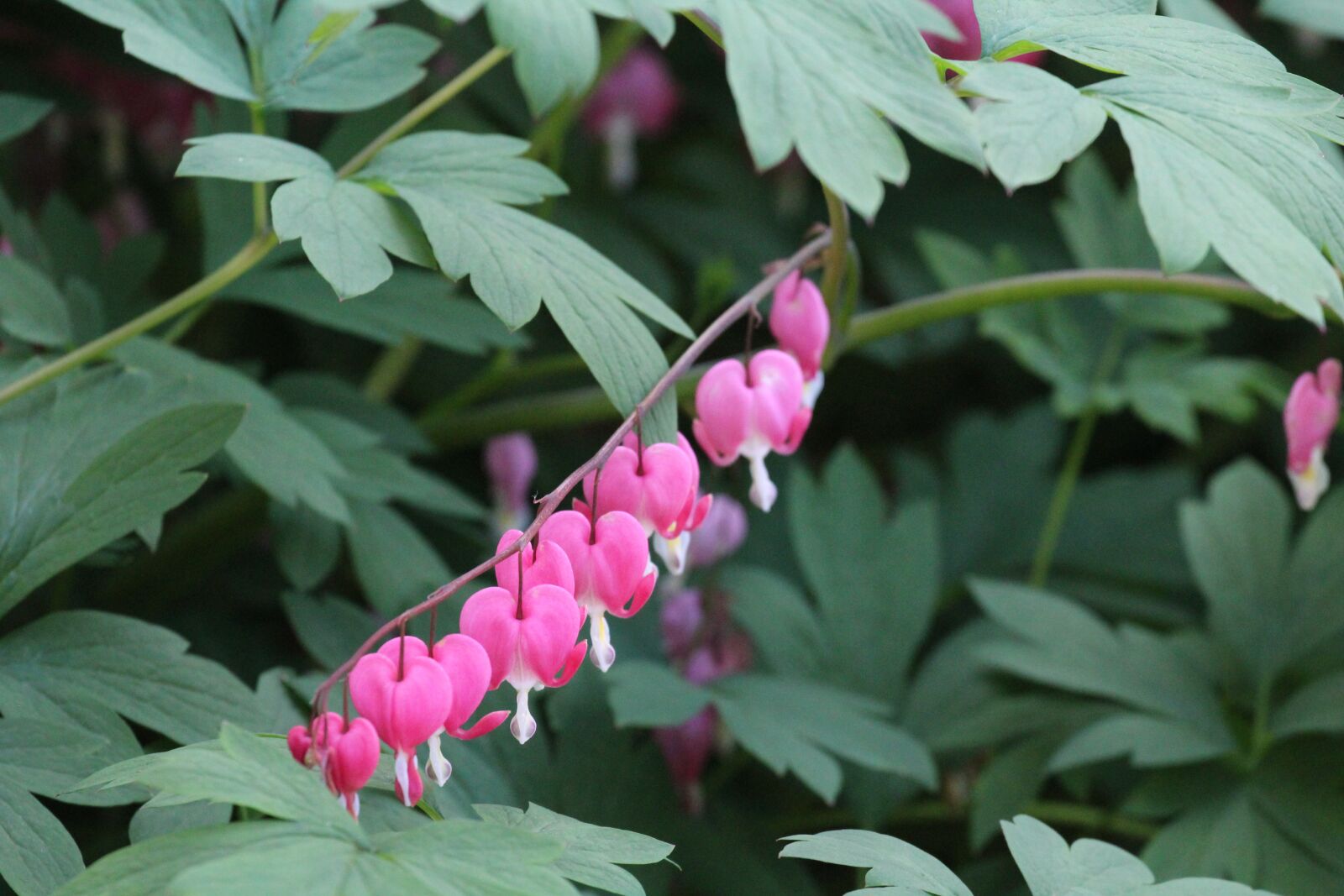 Canon EOS 1200D (EOS Rebel T5 / EOS Kiss X70 / EOS Hi) sample photo. Flowers, pink, uk photography