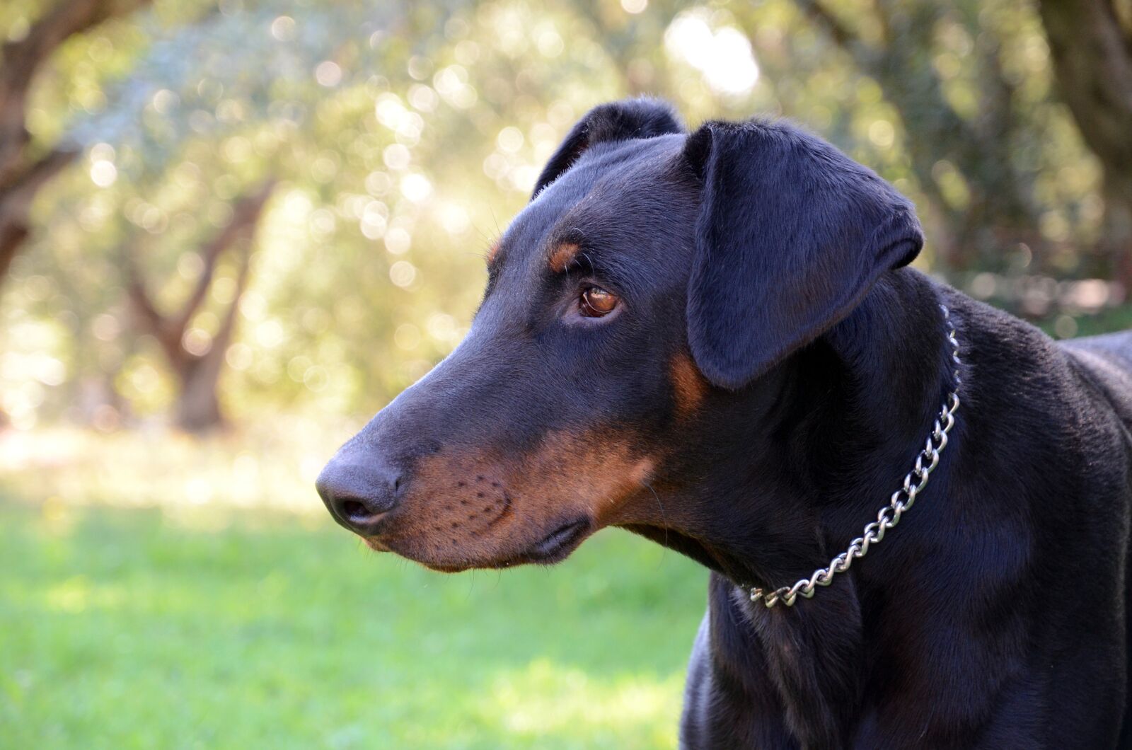 Nikon D7000 sample photo. Dog, doberman, animal photography