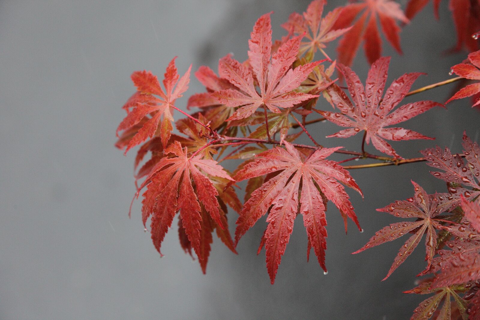 Canon EOS 5D Mark II sample photo. Fall, maple leaf, plant photography