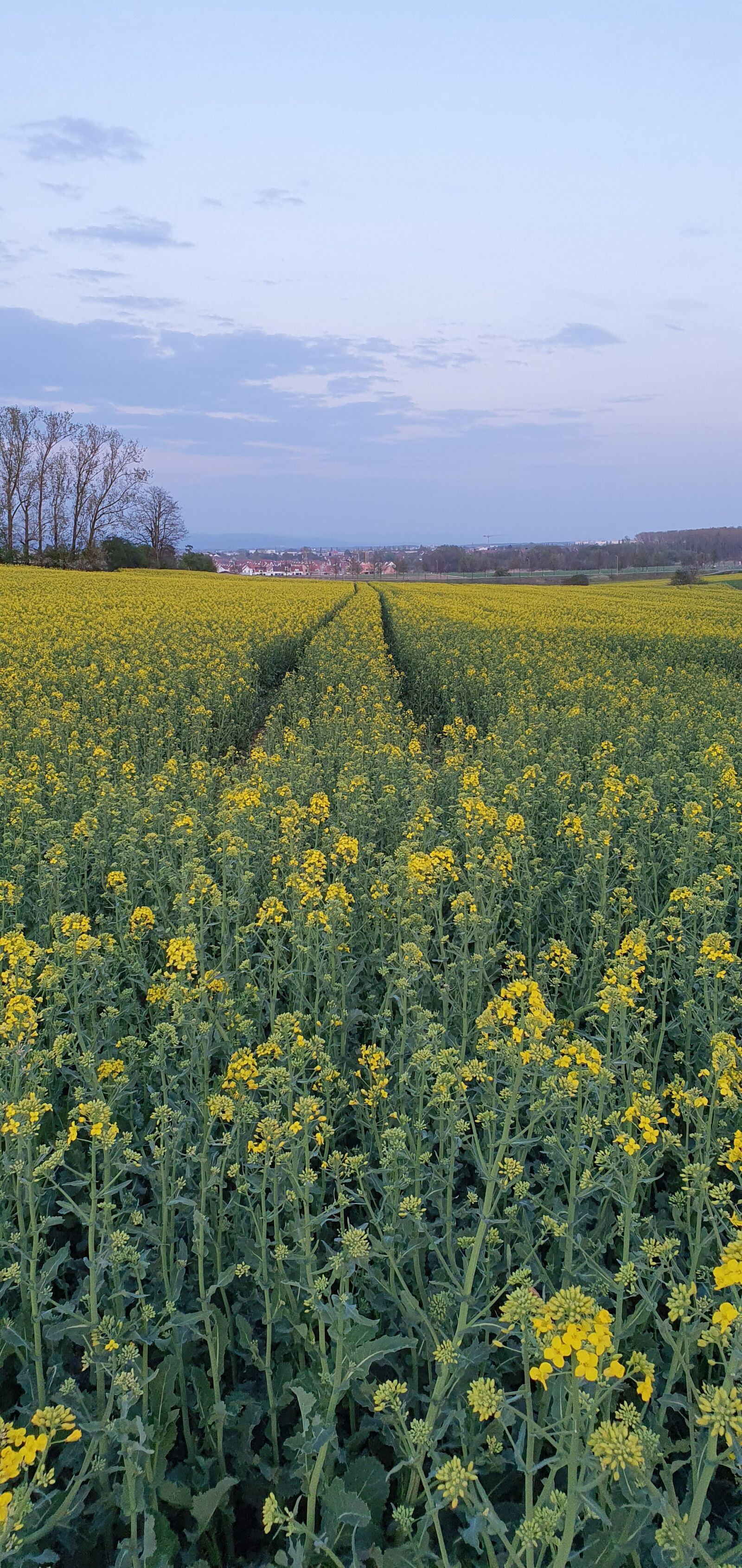 Samsung Galaxy S10+ sample photo. Oilseed rape, field, spring photography