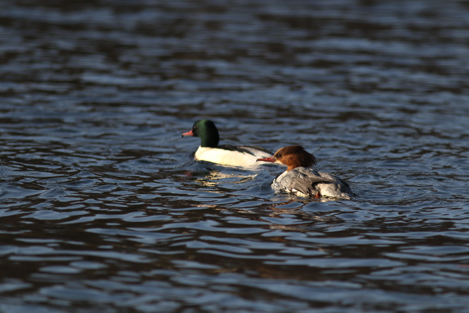 Canon EF 300mm F4L IS USM sample photo
