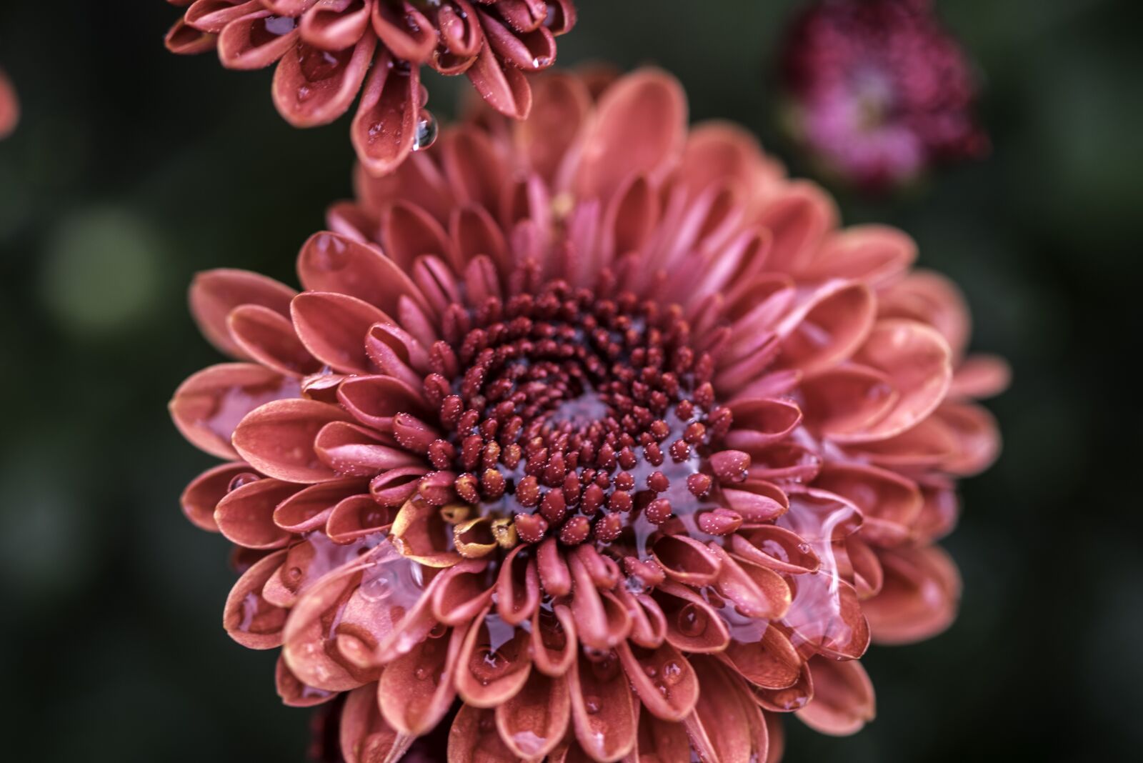 Nikon D750 sample photo. Flower, blooming, water photography