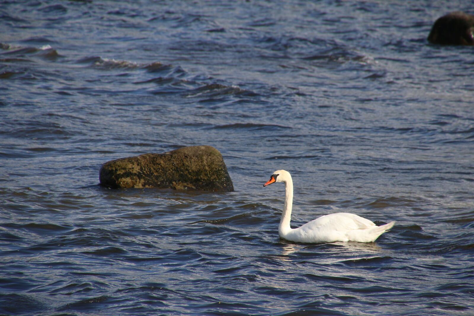 Canon EOS 7D Mark II sample photo. Animal, beach, bird, ocean photography