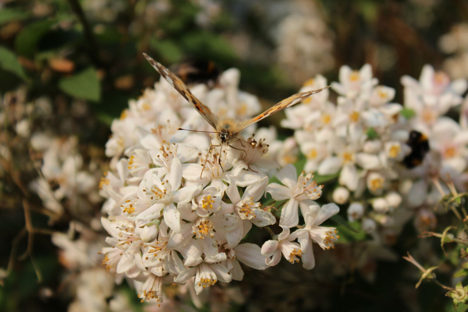 Canon EOS 600D (Rebel EOS T3i / EOS Kiss X5) sample photo. Butterfly, flowers, nature, sun photography
