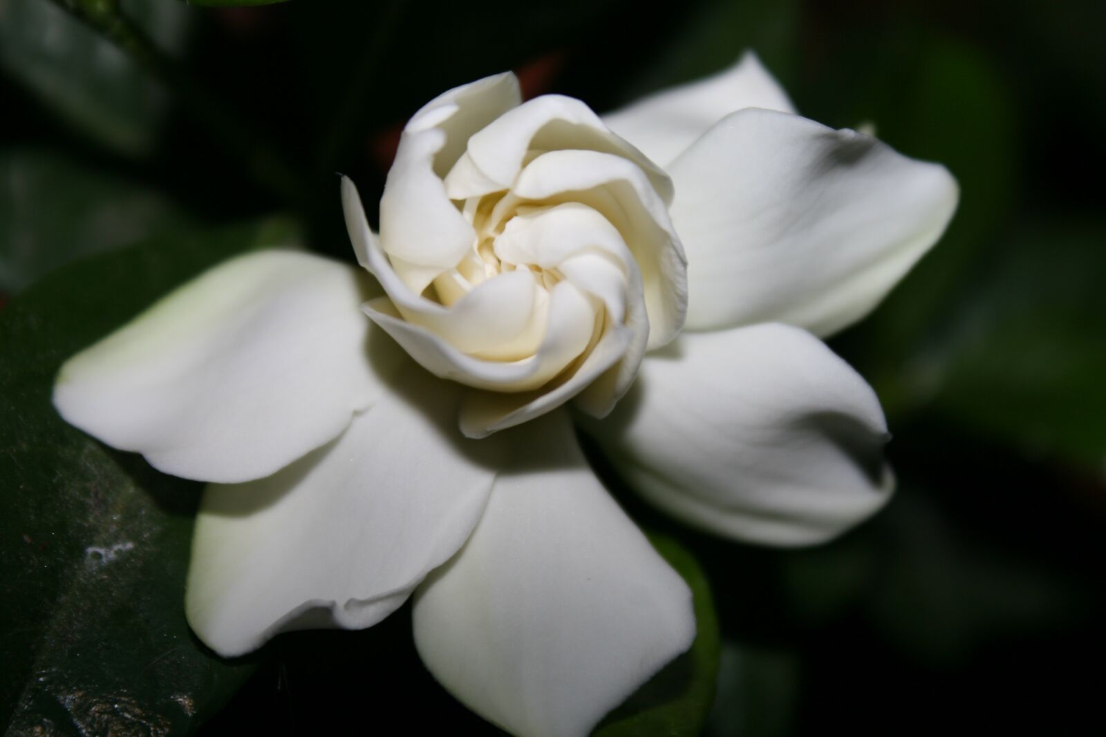 Canon EOS 30D sample photo. Flower, cape jasmine, gardenia photography
