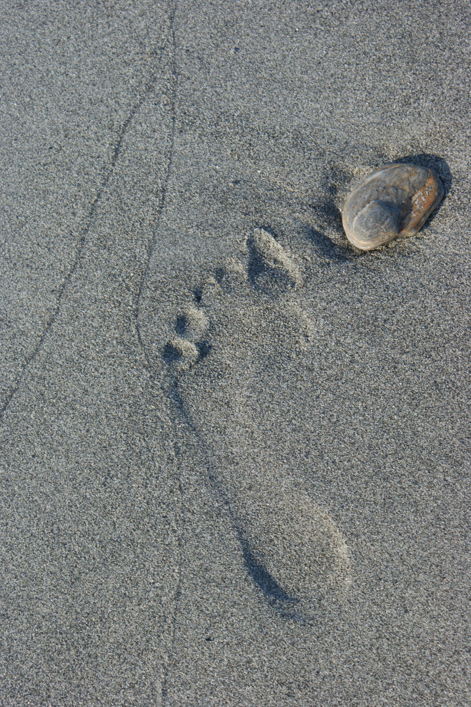 Sony Alpha DSLR-A350 sample photo. Footprint, sand, direction photography