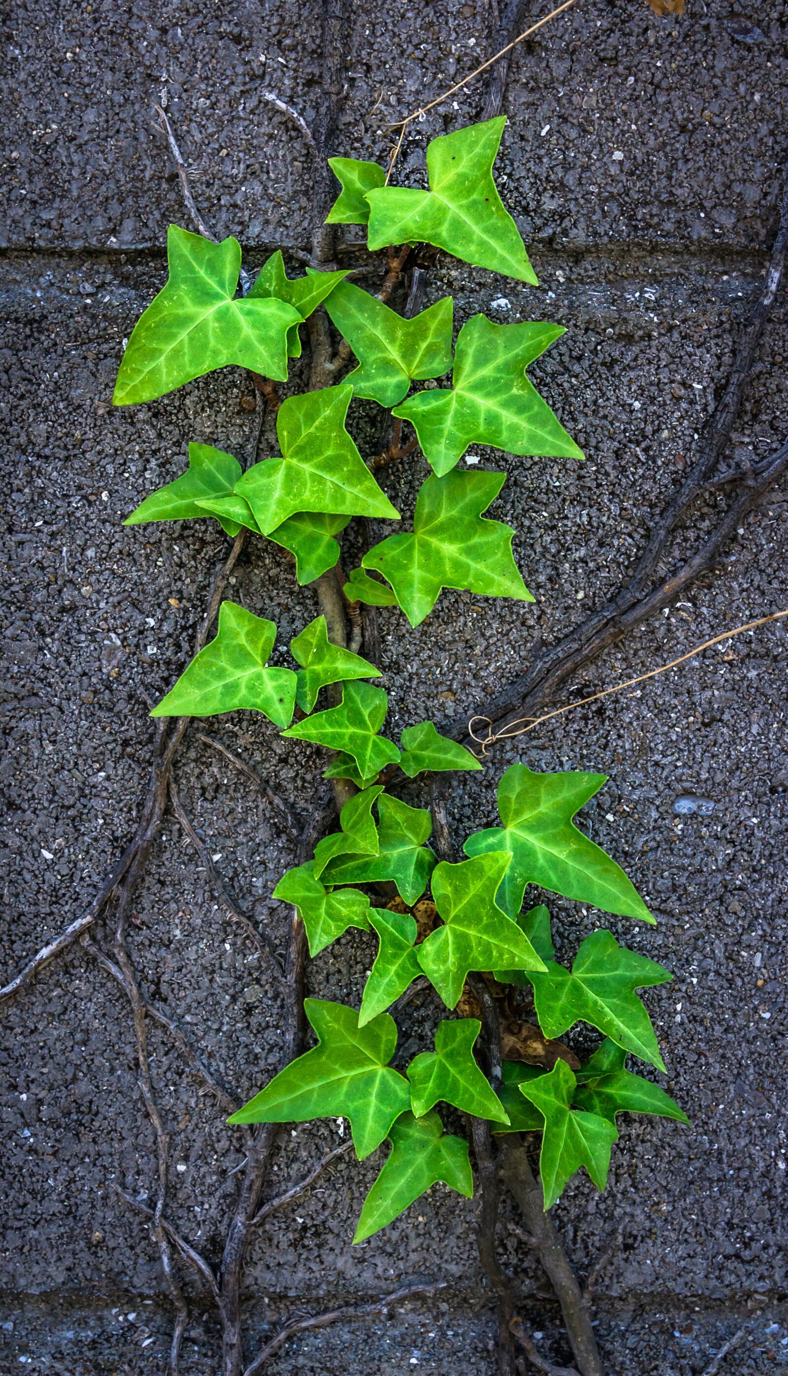 Sony Alpha NEX-5N sample photo. Ivy, plants, nature photography