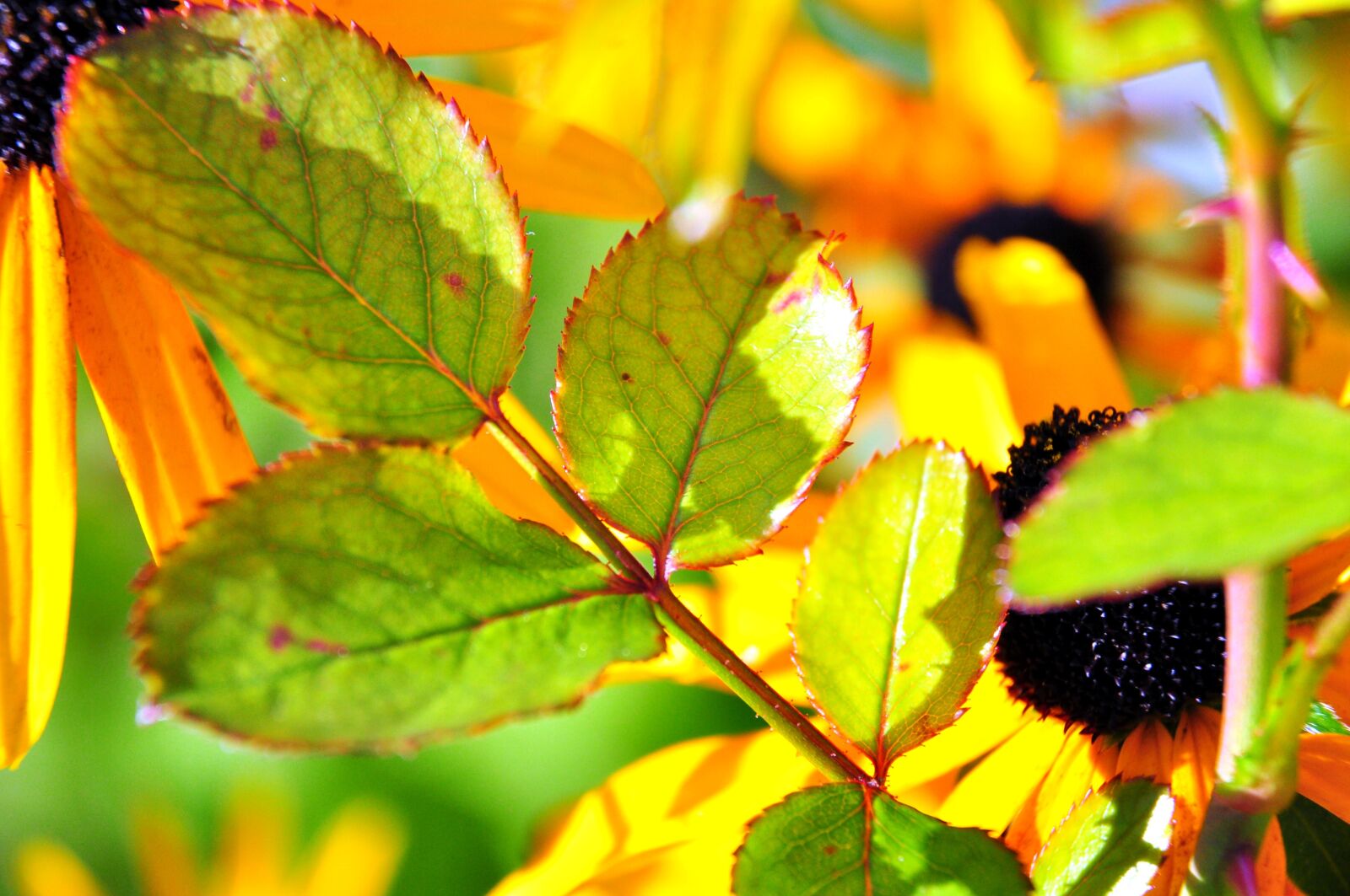 Nikon D5000 sample photo. Leaf, colorful, blossom photography