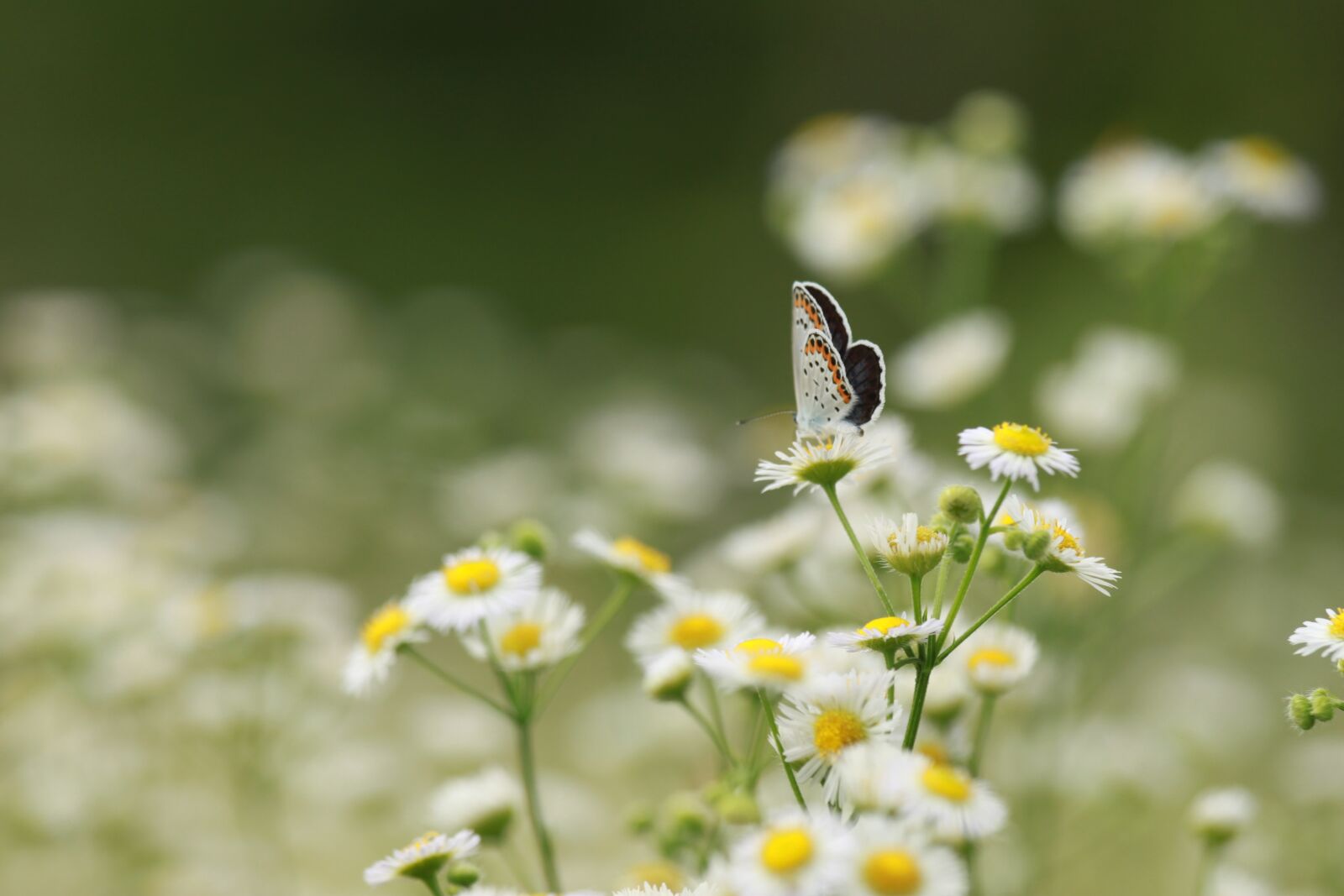 Canon EOS 500D (EOS Rebel T1i / EOS Kiss X3) sample photo. Flowers, kogiku, wildflower photography