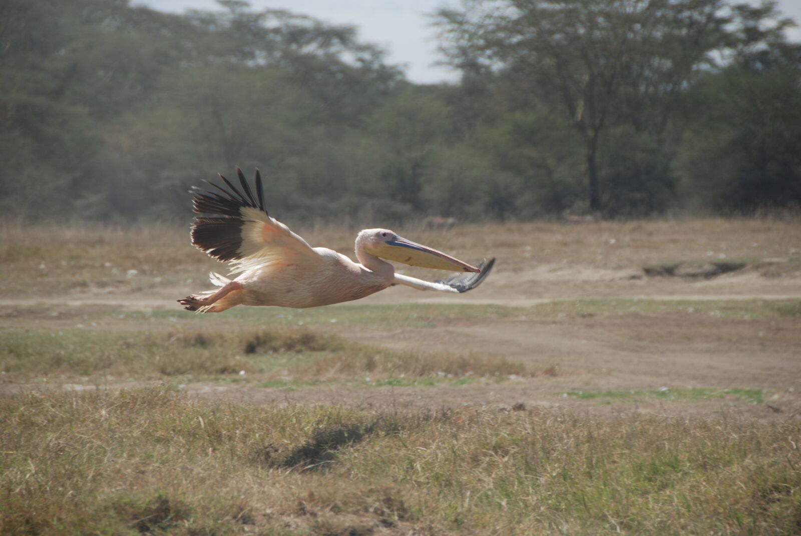 Nikon D80 sample photo. Africa, pelican, flight photography