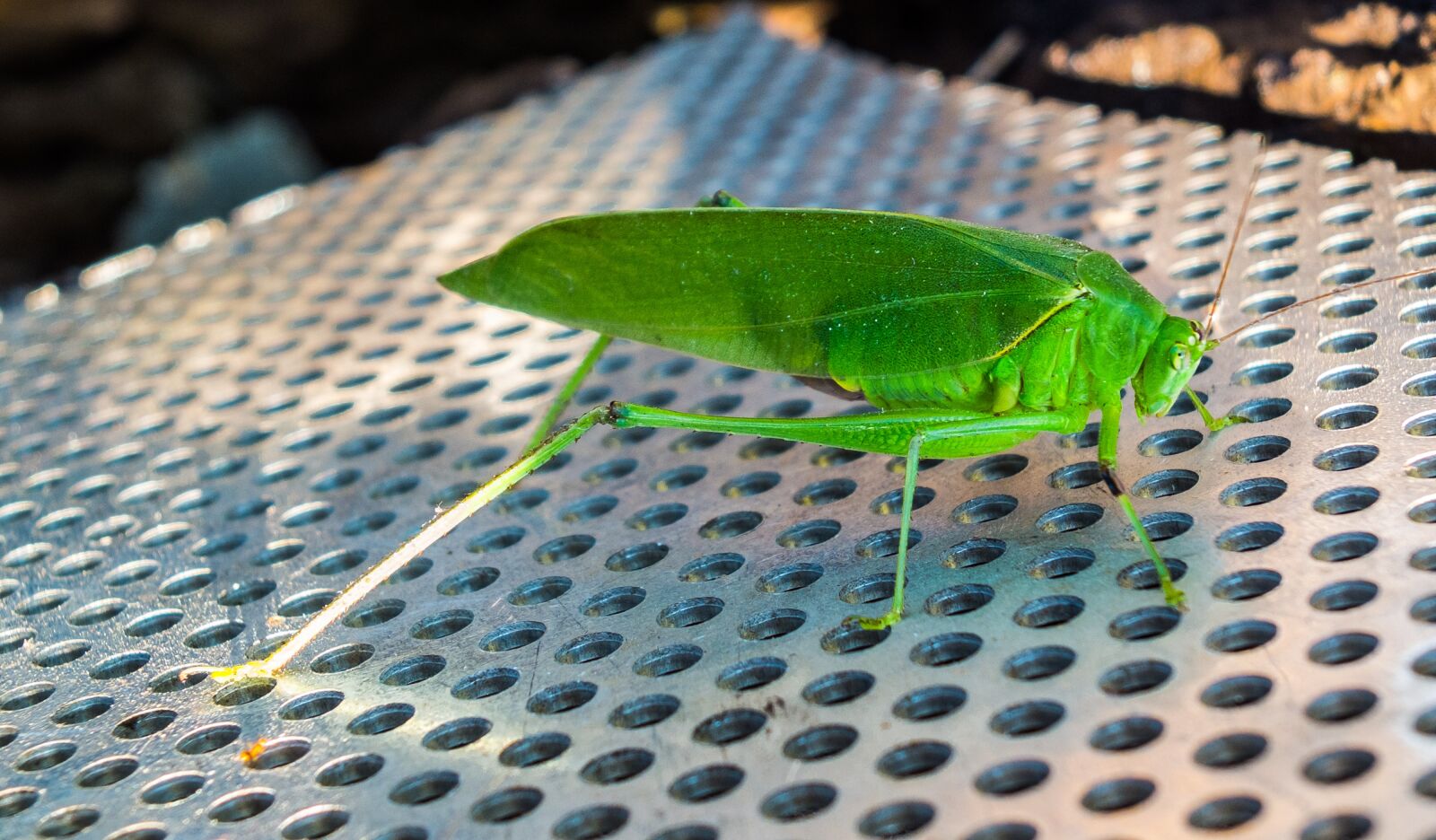 Fujifilm X-S1 sample photo. Grasshopper, insect, close up photography