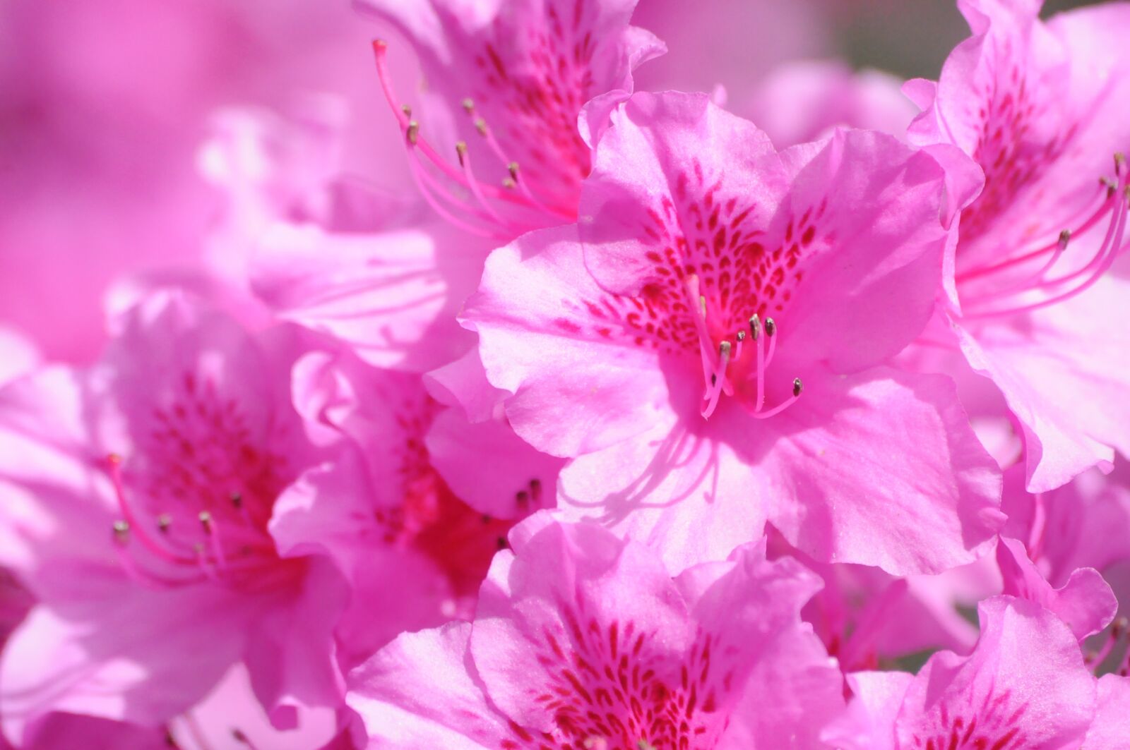 Nikon D5000 sample photo. Flower, flowers, nature photography