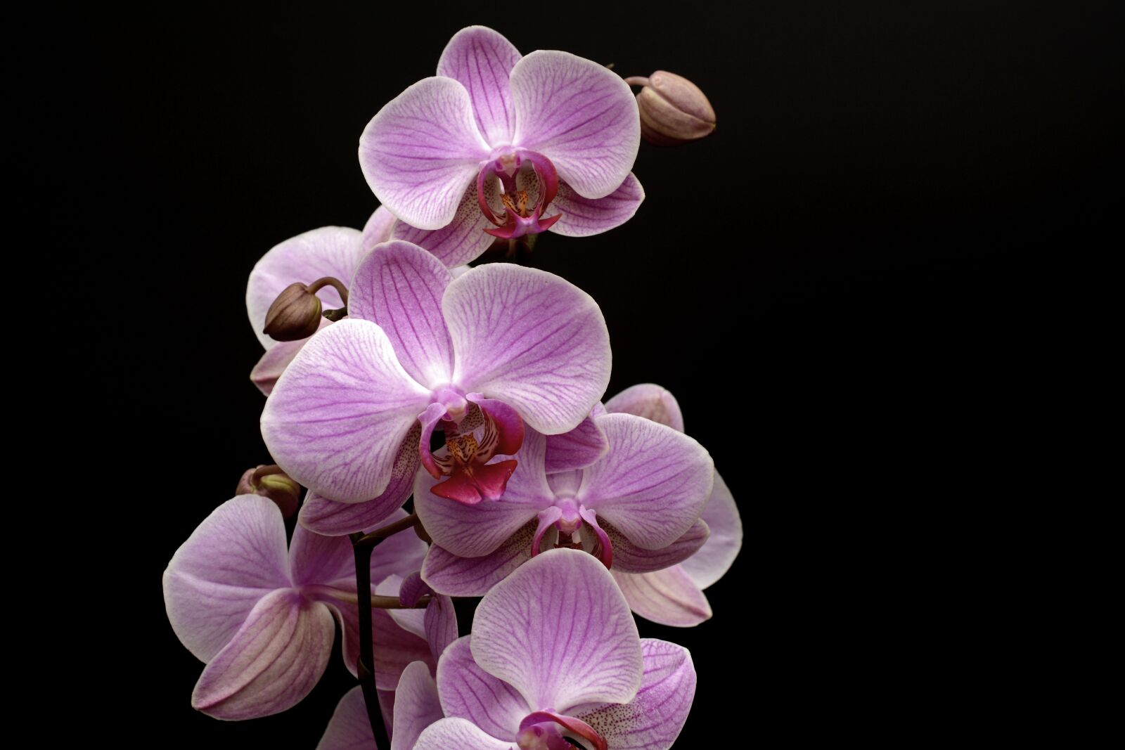 Nikon D7100 sample photo. Orchid, flower, blossom photography
