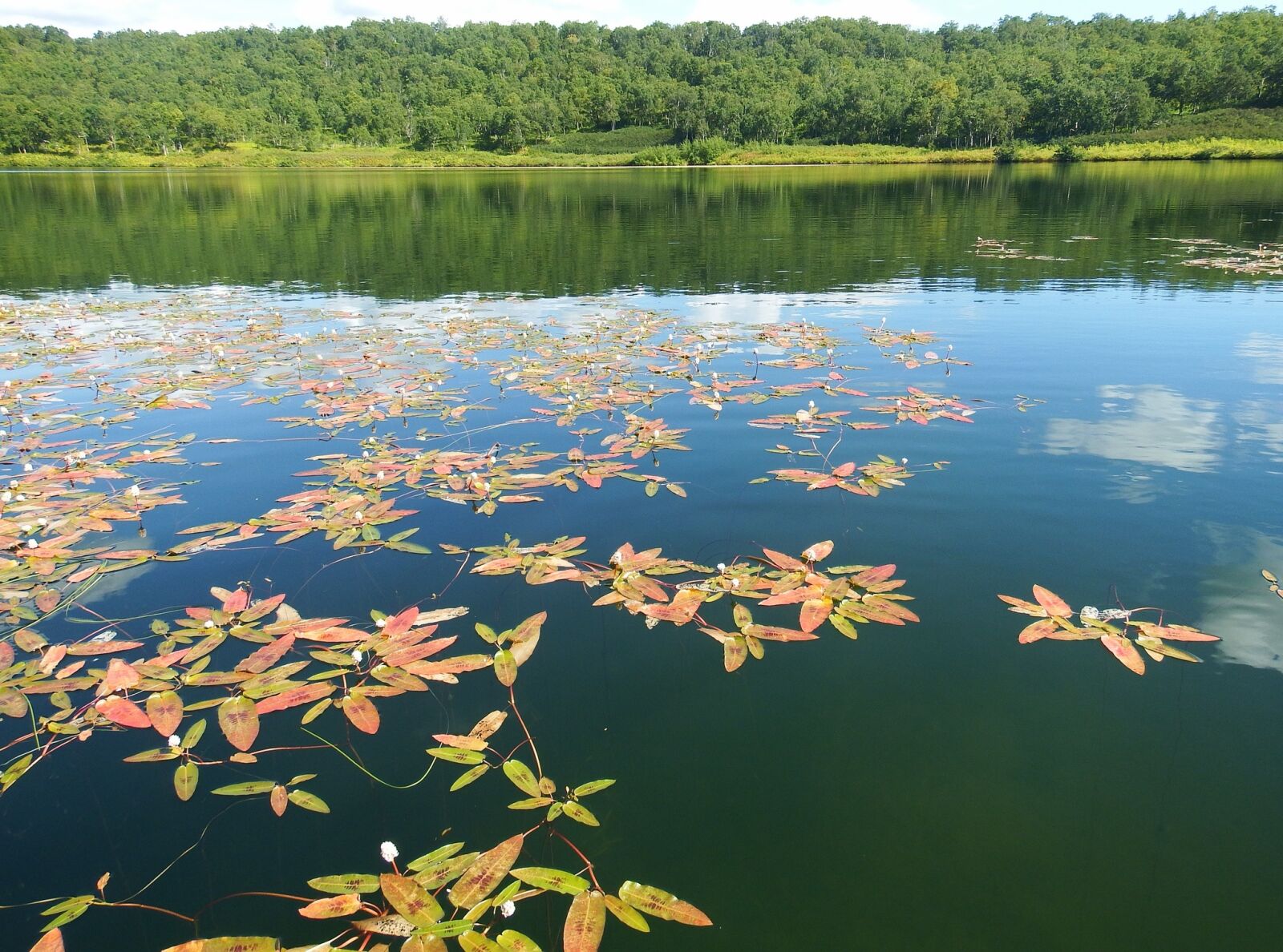 Fujifilm FinePix S1 sample photo. Lake, autumn, weed photography