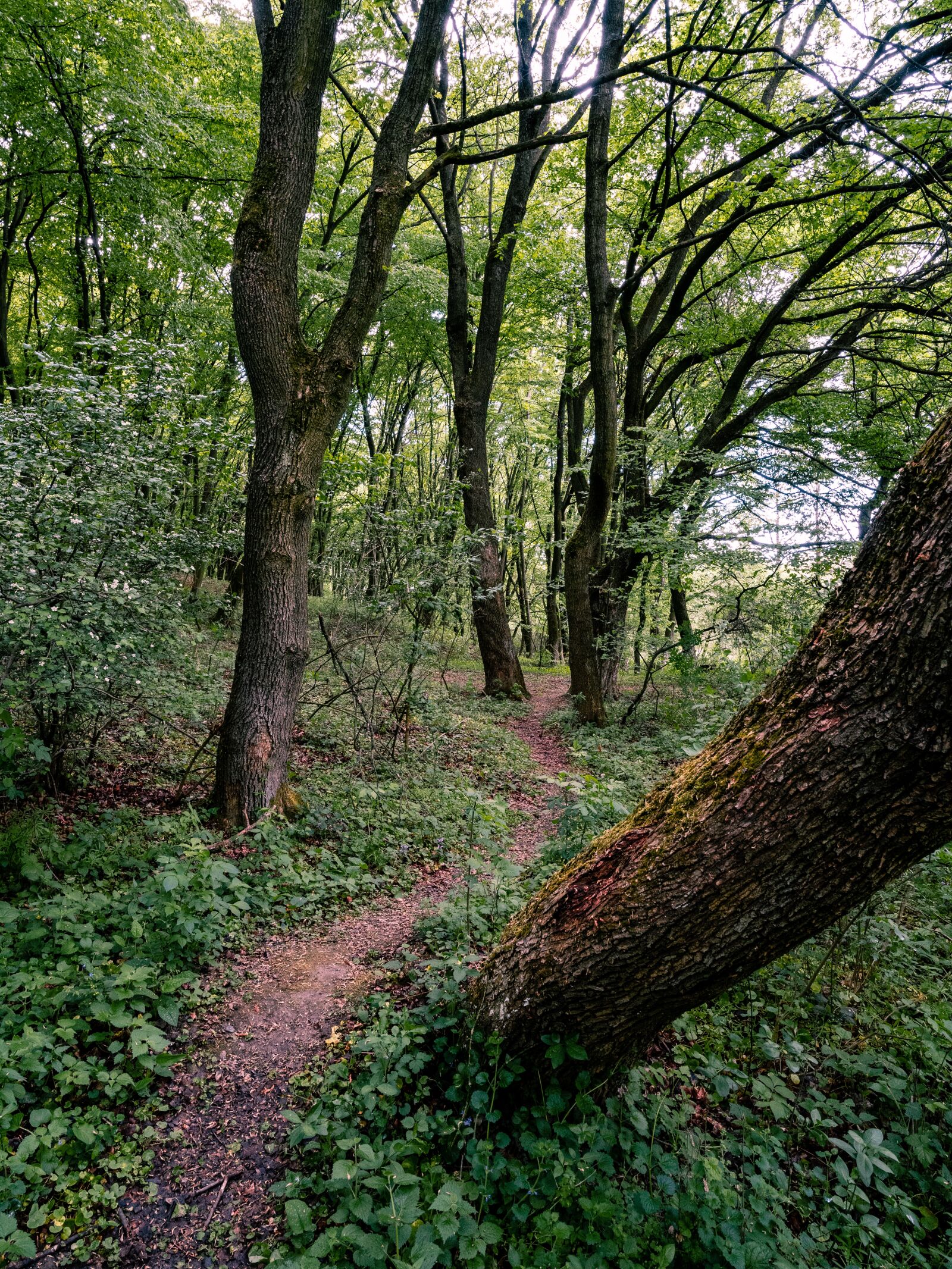 Sony a7 III + Tamron 17-28mm F2.8 Di III RXD sample photo. Forest, tree, nature photography