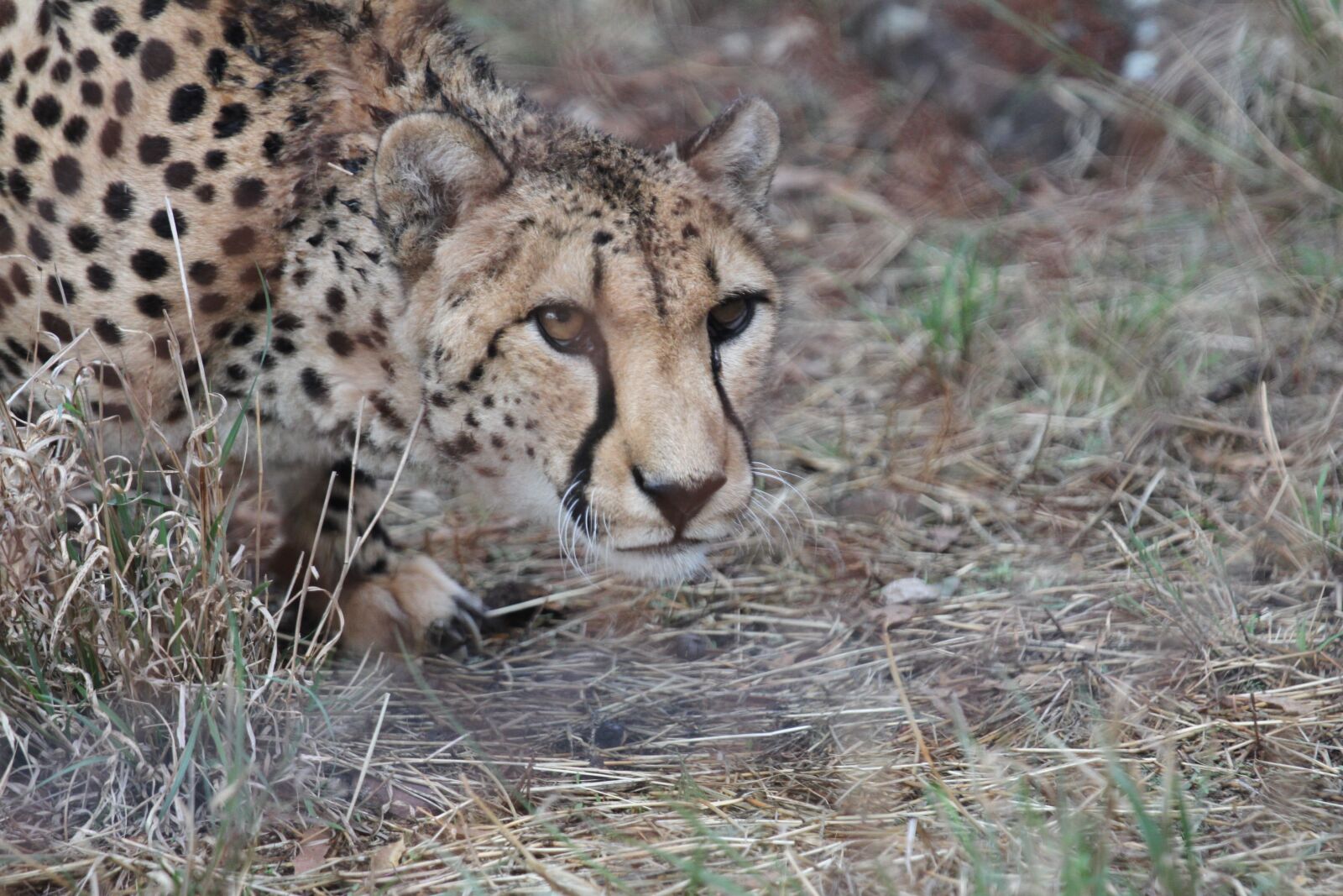 Canon EOS 7D + Canon EF 70-200mm F4L IS USM sample photo. Cheetah, cat, wild photography