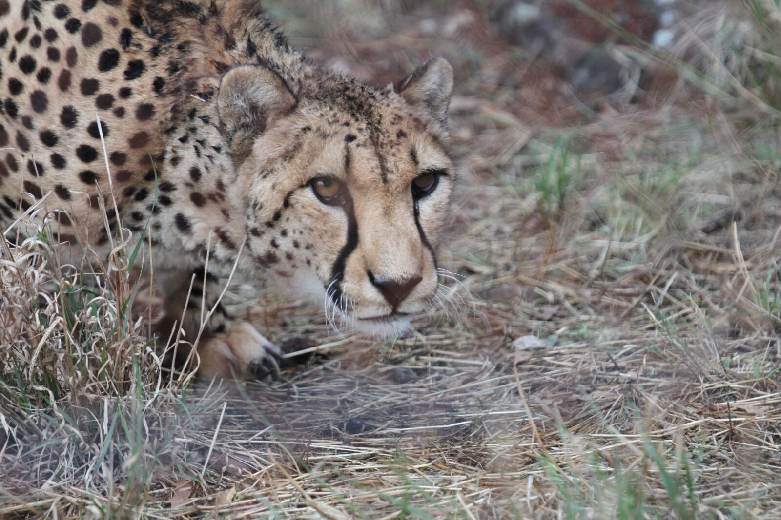 Canon EF 70-200mm F4L IS USM sample photo. Cheetah, cat, wild photography