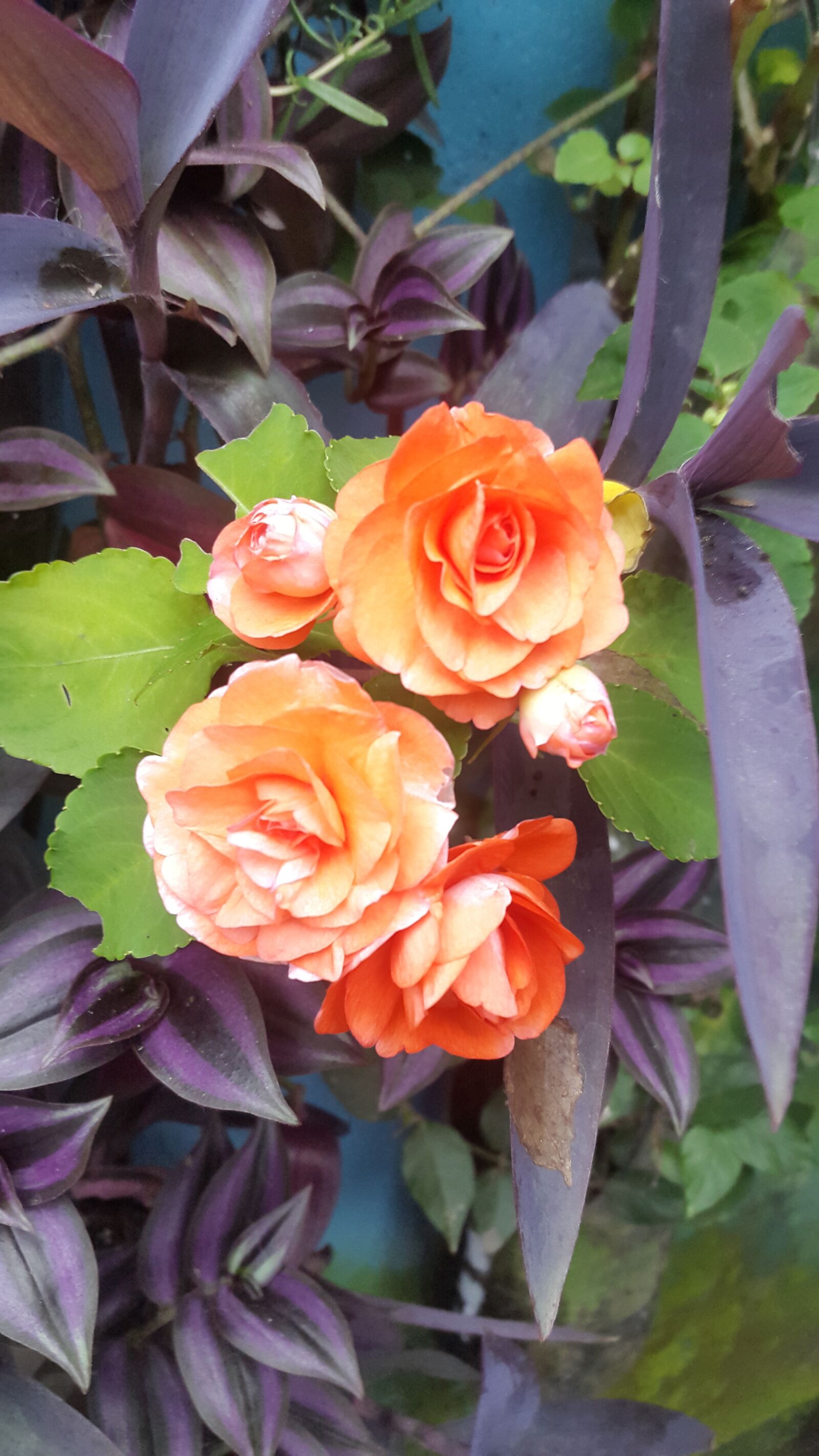Samsung Galaxy S5 sample photo. Flower, plant, garden photography