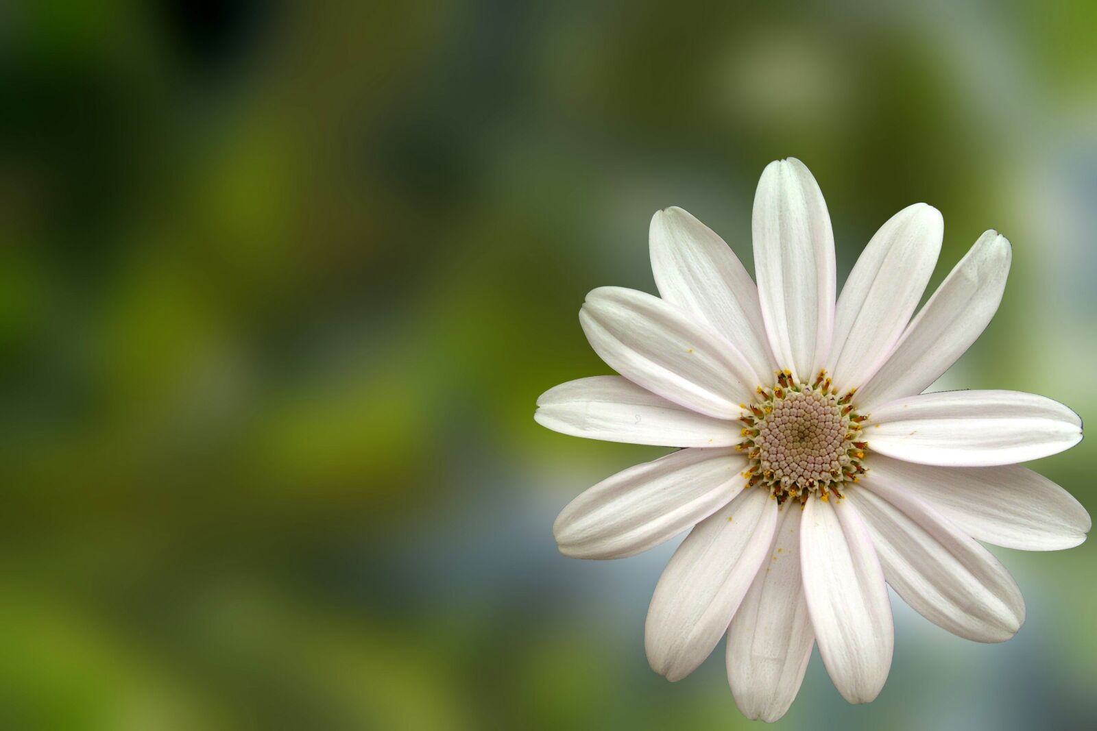 Canon EOS 350D (EOS Digital Rebel XT / EOS Kiss Digital N) sample photo. Flower, daisy, white photography