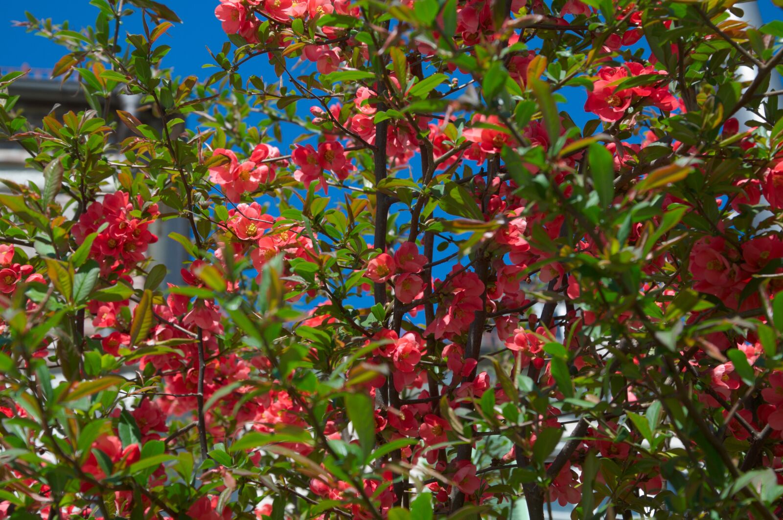 Nikon D5000 sample photo. Garden, sky, flowers photography